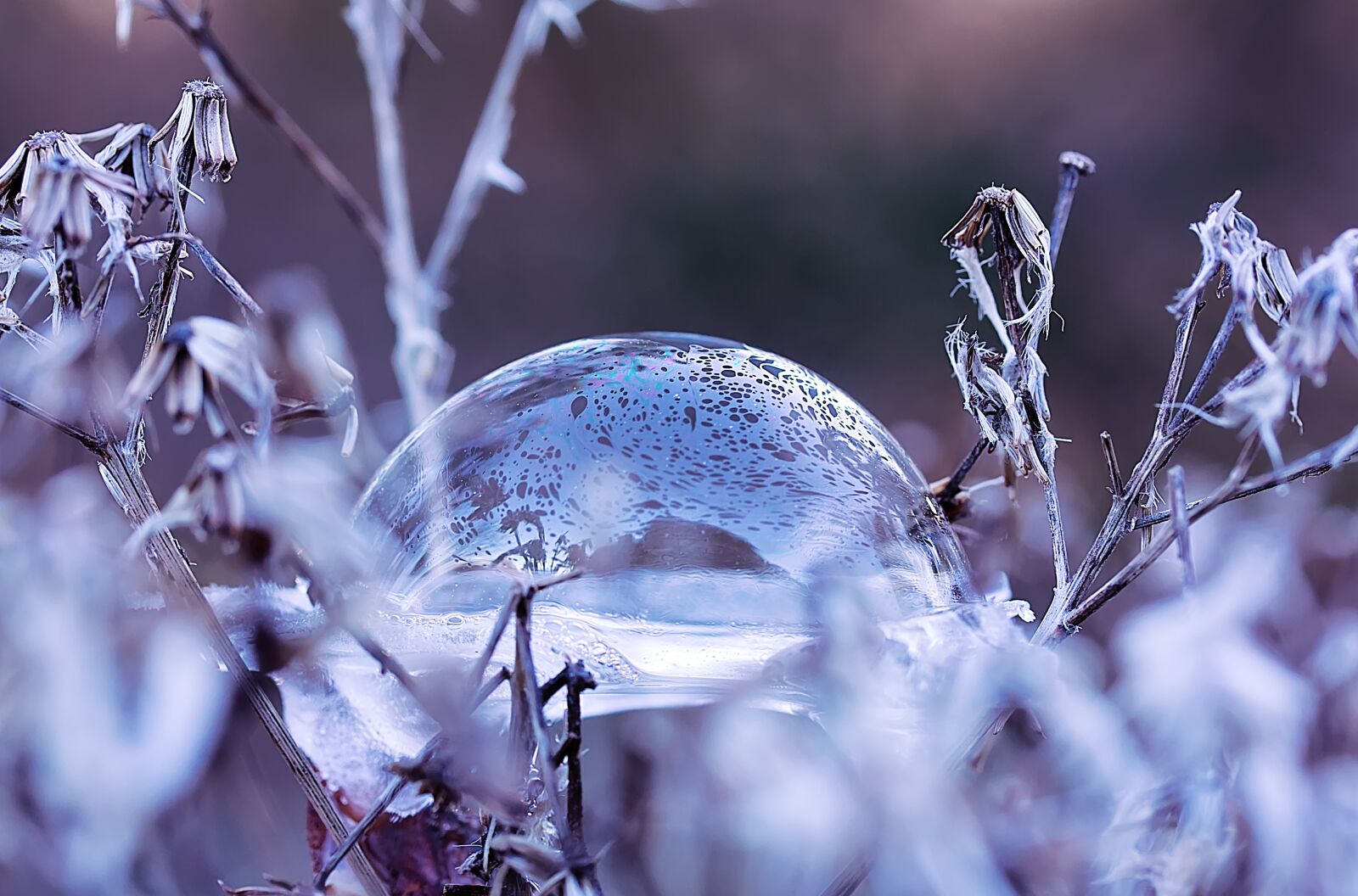Canon EOS 450D (EOS Rebel XSi / EOS Kiss X2) sample photo. Soap bubble, frost, winter photography