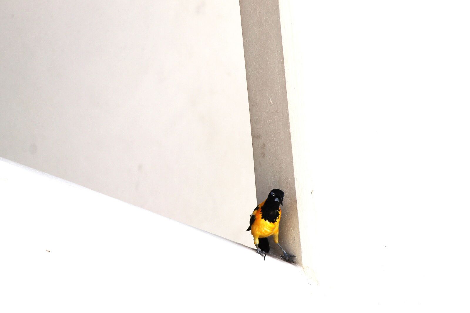 Canon EF-S 55-250mm F4-5.6 IS II sample photo. Bird, yellow bird, yellow photography