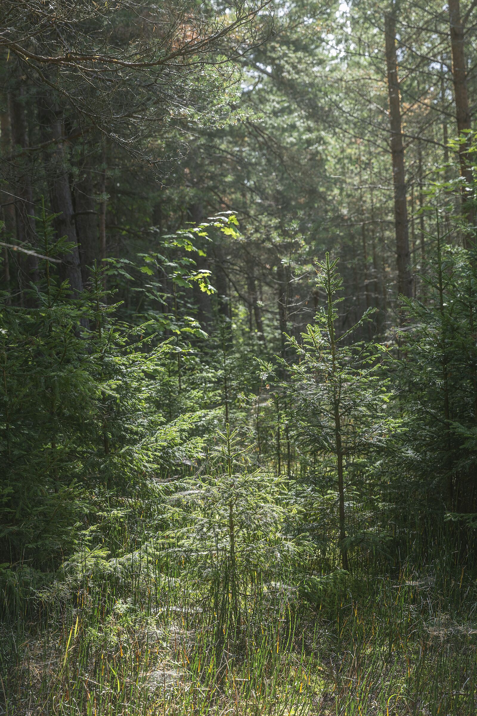 Canon EF 24-70mm F2.8L II USM sample photo. Journey, trip, russia photography