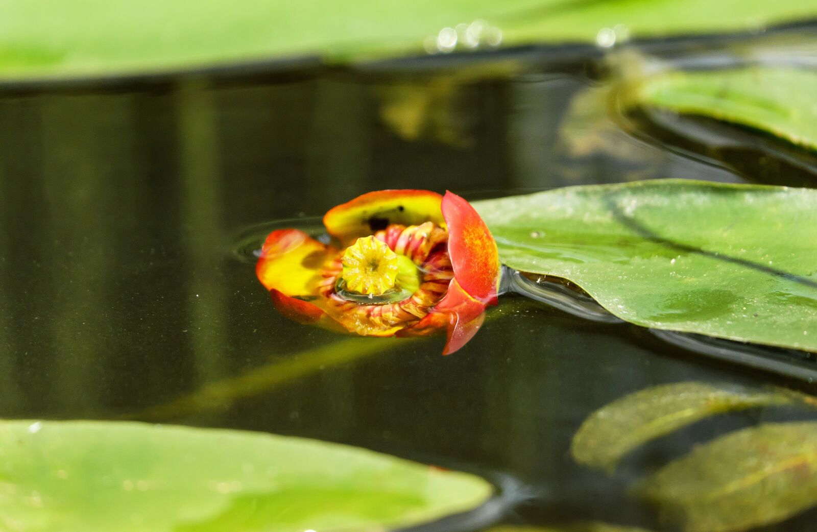 Fujifilm X-T10 + Fujifilm XC 50-230mm F4.5-6.7 OIS sample photo. Water lily, japanese pond photography