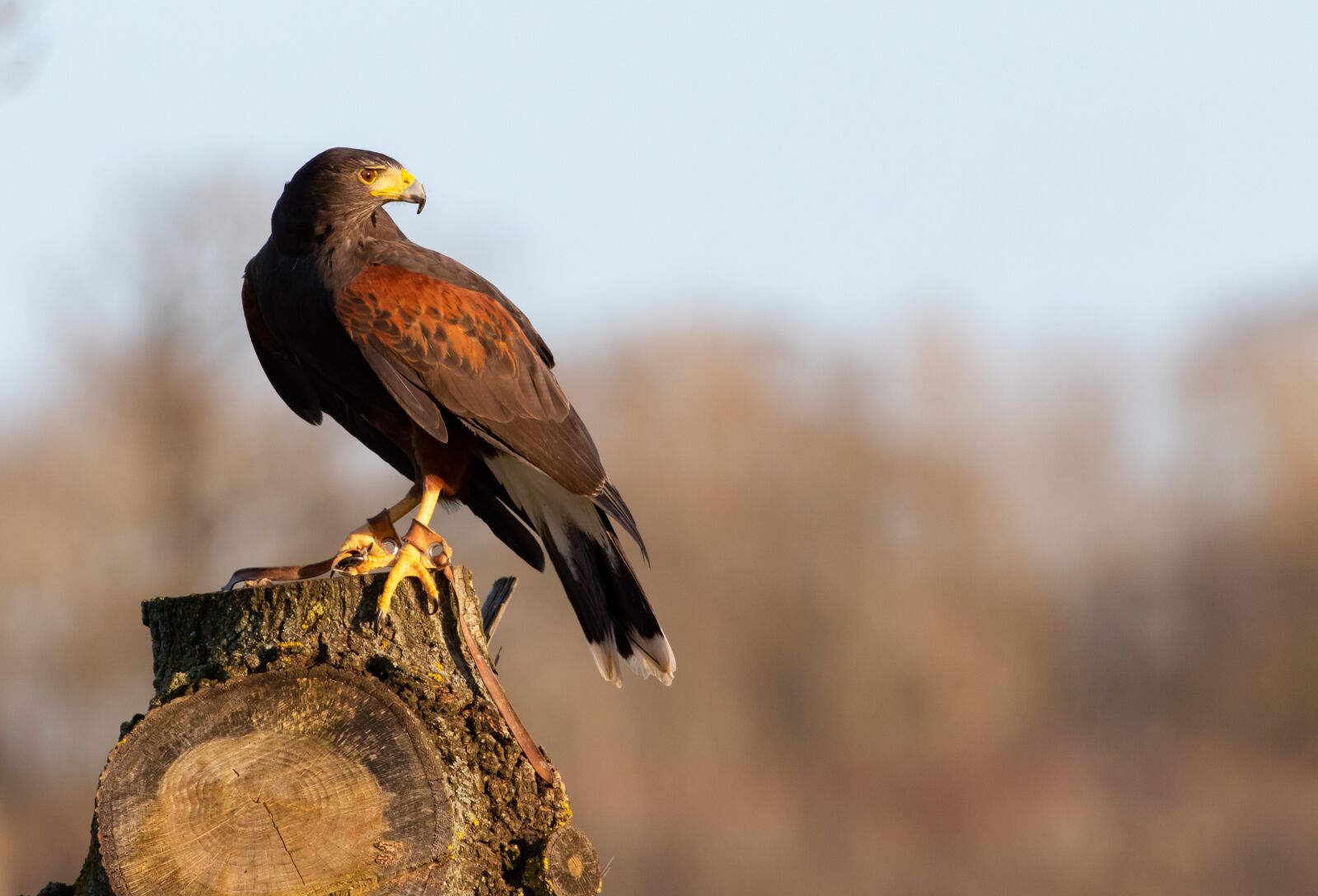 Canon EOS 7D Mark II sample photo. Harris hawk, green, falconer photography