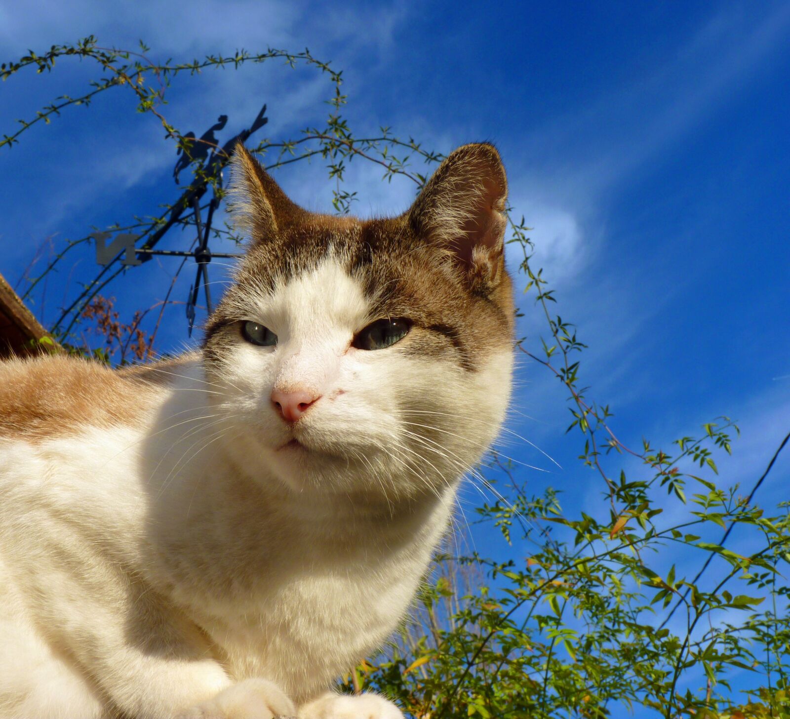 Panasonic Lumix DMC-FZ35 (Lumix DMC-FZ38) sample photo. Cat, feline, domestic animal photography
