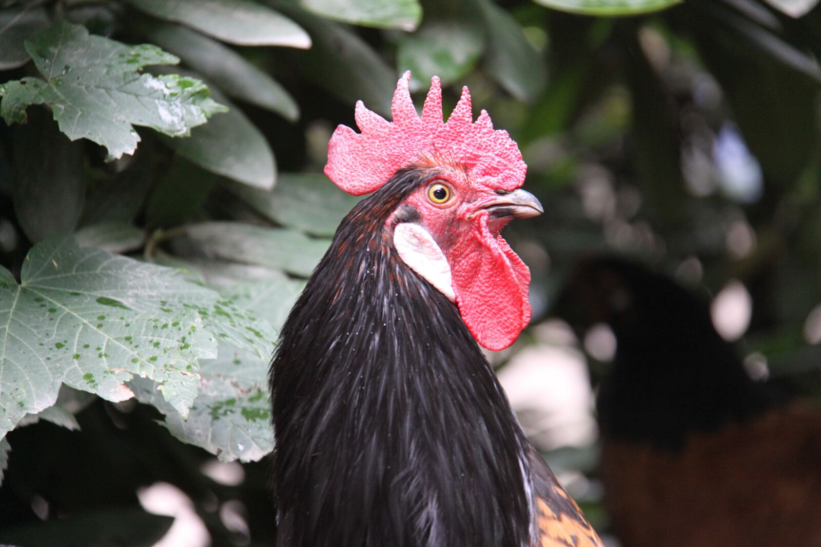 Canon EOS 50D sample photo. Hahn, chicken, poultry photography