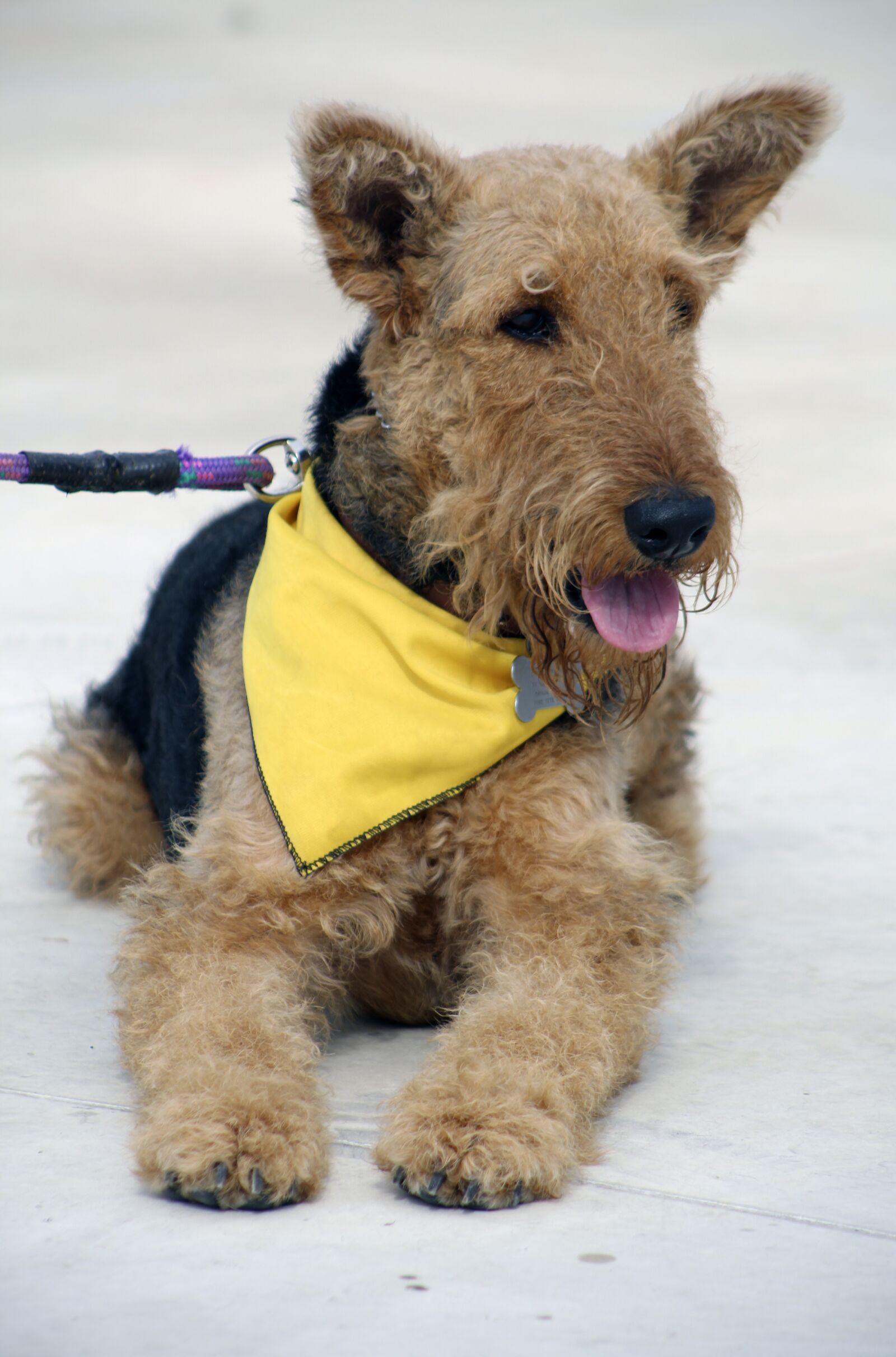 Canon EOS 1300D (EOS Rebel T6 / EOS Kiss X80) + Canon EF75-300mm f/4-5.6 sample photo. Airedale terrier, beautiful face photography