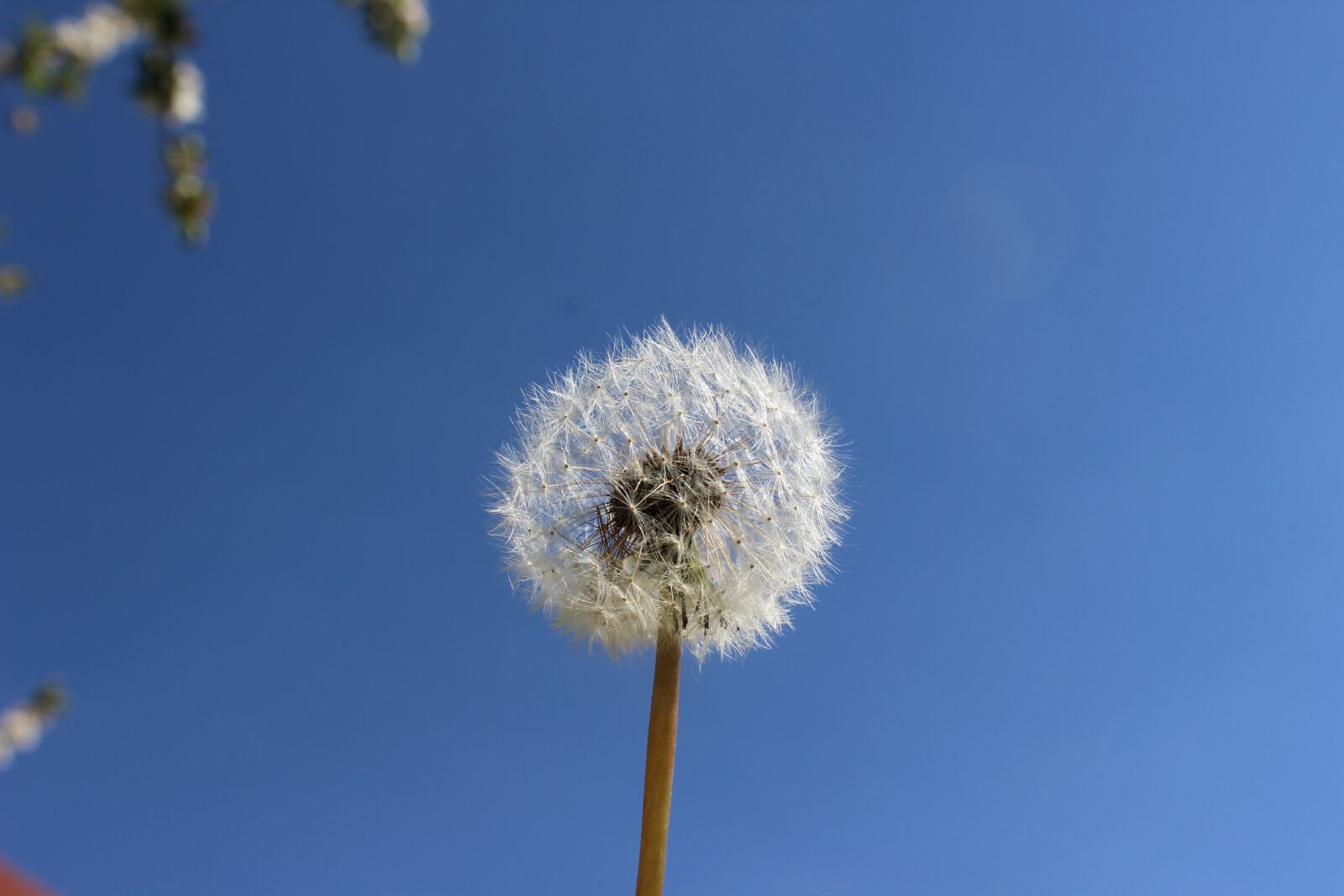 Canon EOS 1200D (EOS Rebel T5 / EOS Kiss X70 / EOS Hi) sample photo. Dandelion, garden, close up photography