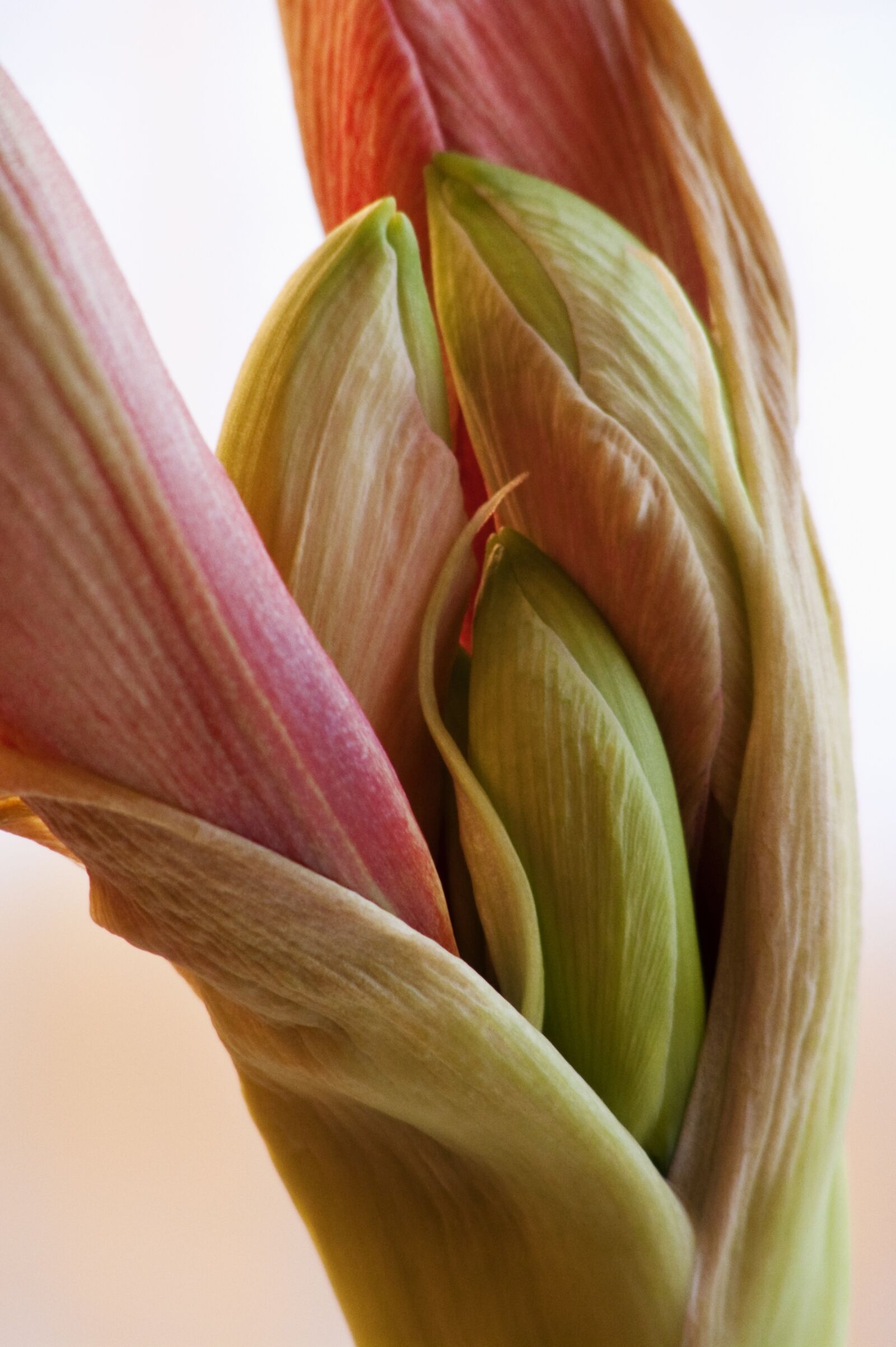 Panasonic DMC-FZ18 sample photo. Amaryllis, button, pink photography