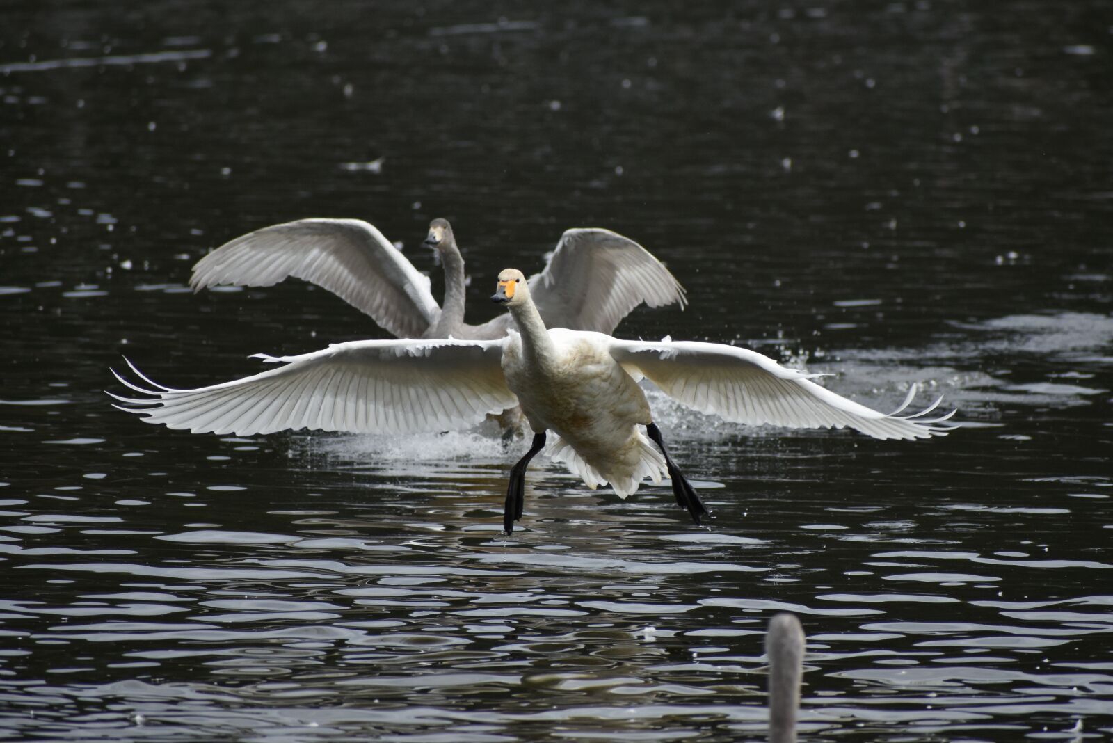 Nikon D7200 sample photo. Animal, lake, waterside photography