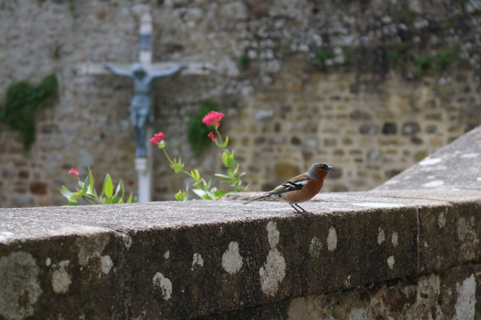 Canon EOS 750D (EOS Rebel T6i / EOS Kiss X8i) sample photo. Nature, bird, tree photography