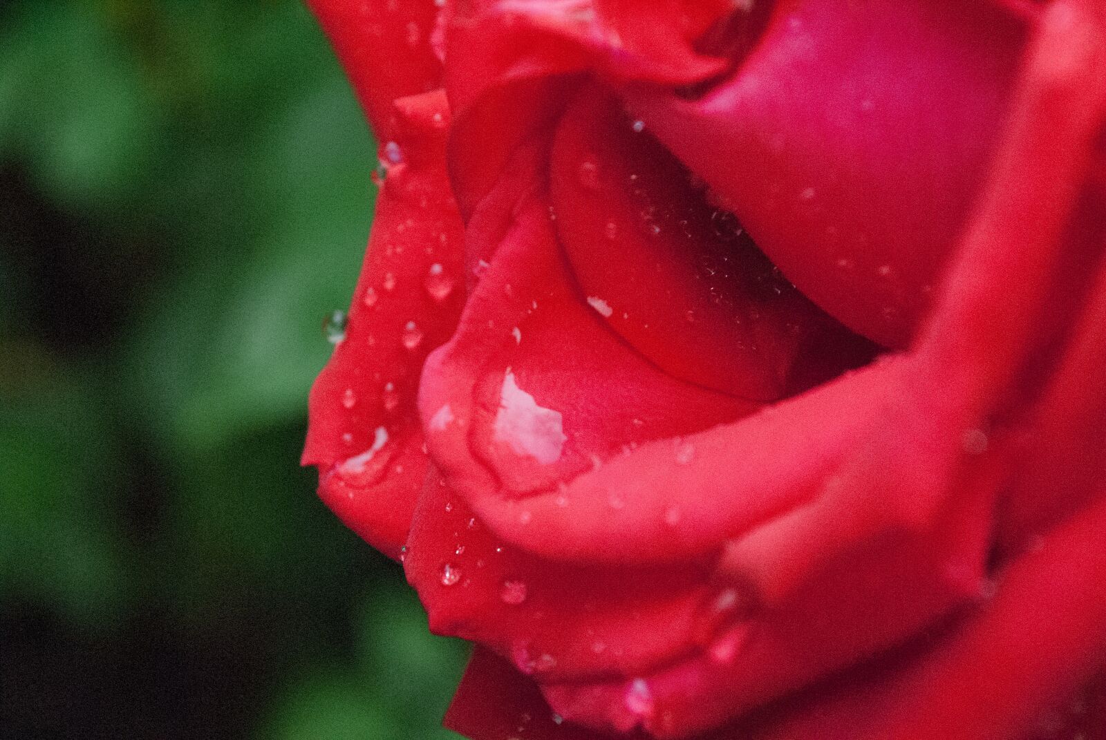 Nikon D3000 sample photo. Roses, red, flower photography