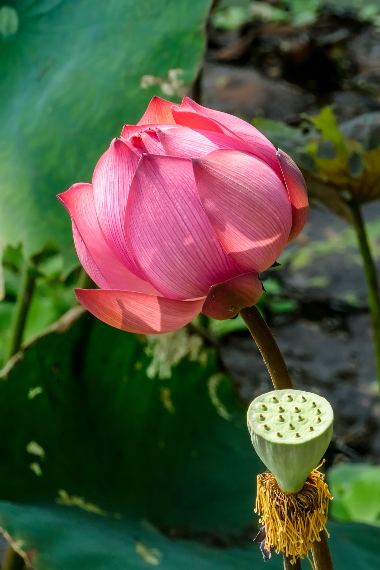Panasonic Lumix DMC-FZ1000 sample photo. Blossom, bloom, lotus photography
