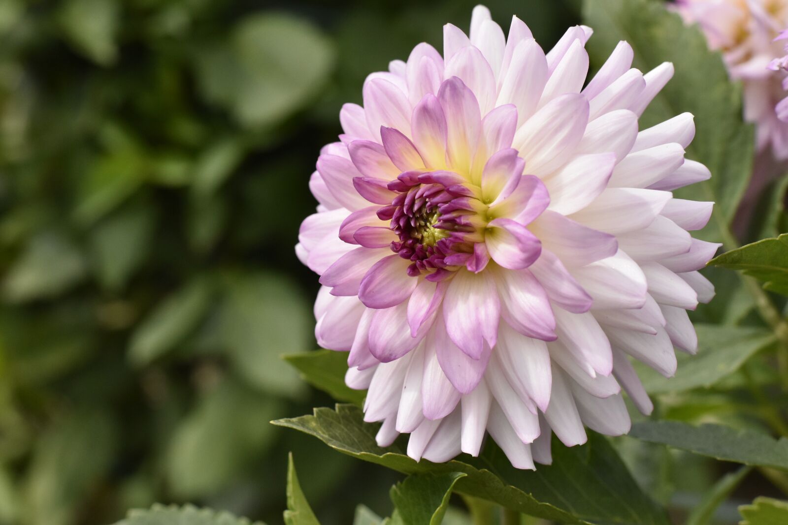 Nikon D3500 sample photo. Flower, lyon, t te photography