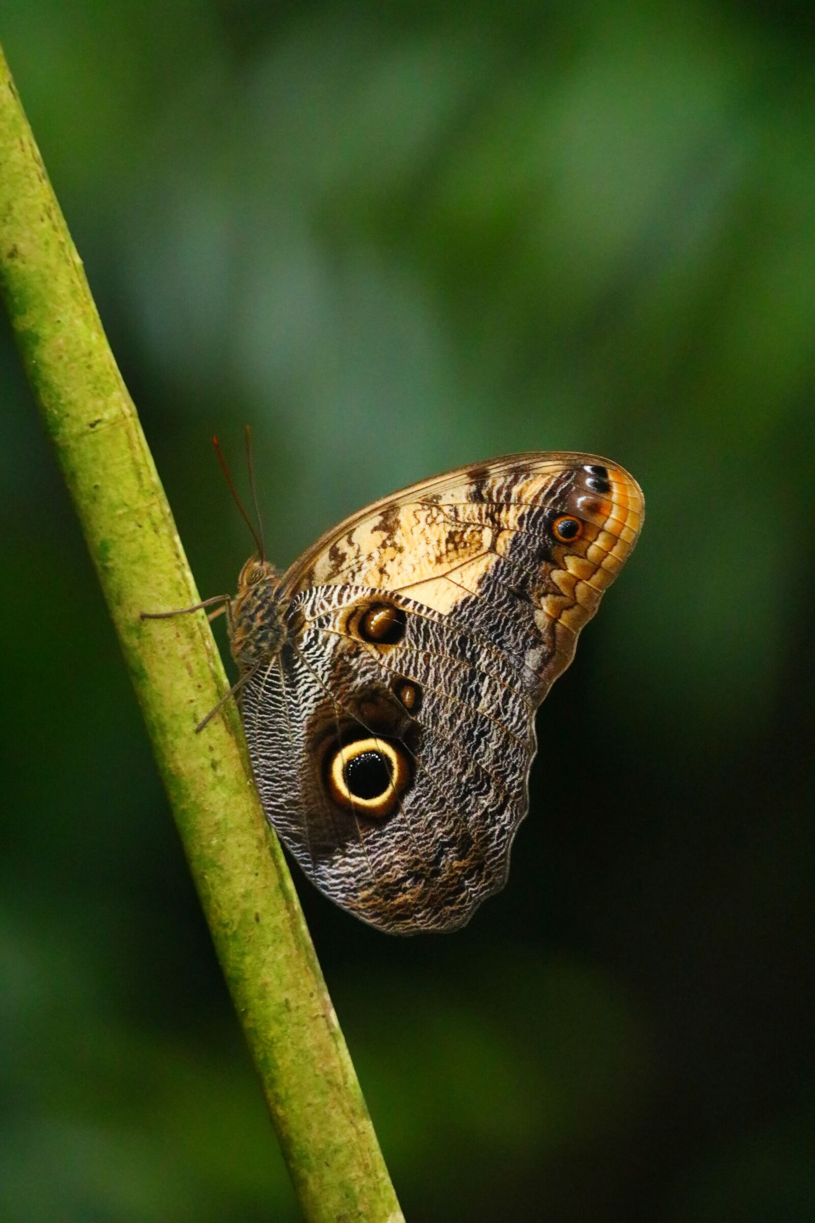 Canon EF 70-300mm F4-5.6 IS USM sample photo. Butterfly, insect, wings photography