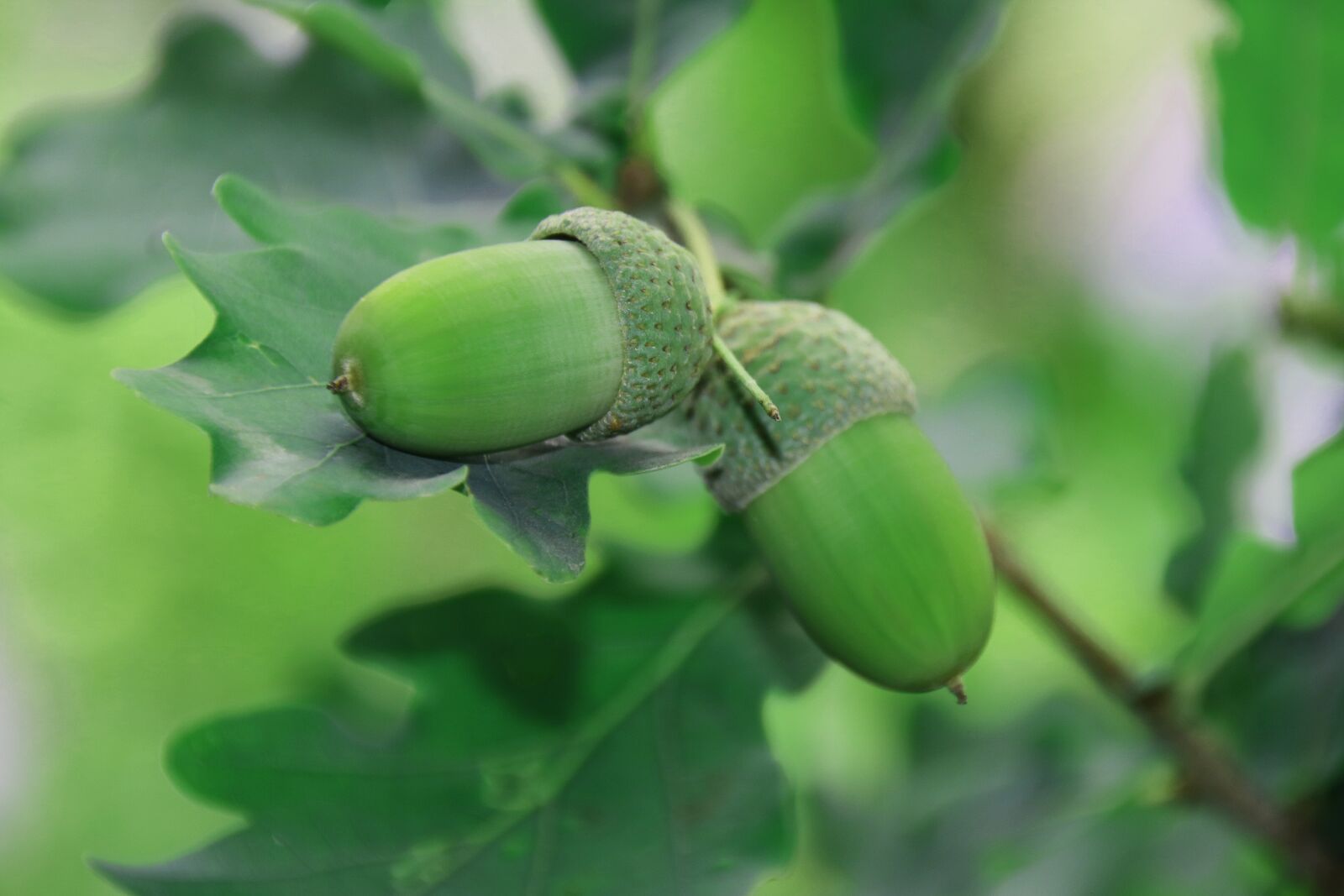 Canon EOS 750D (EOS Rebel T6i / EOS Kiss X8i) sample photo. Oak, nature, tree photography