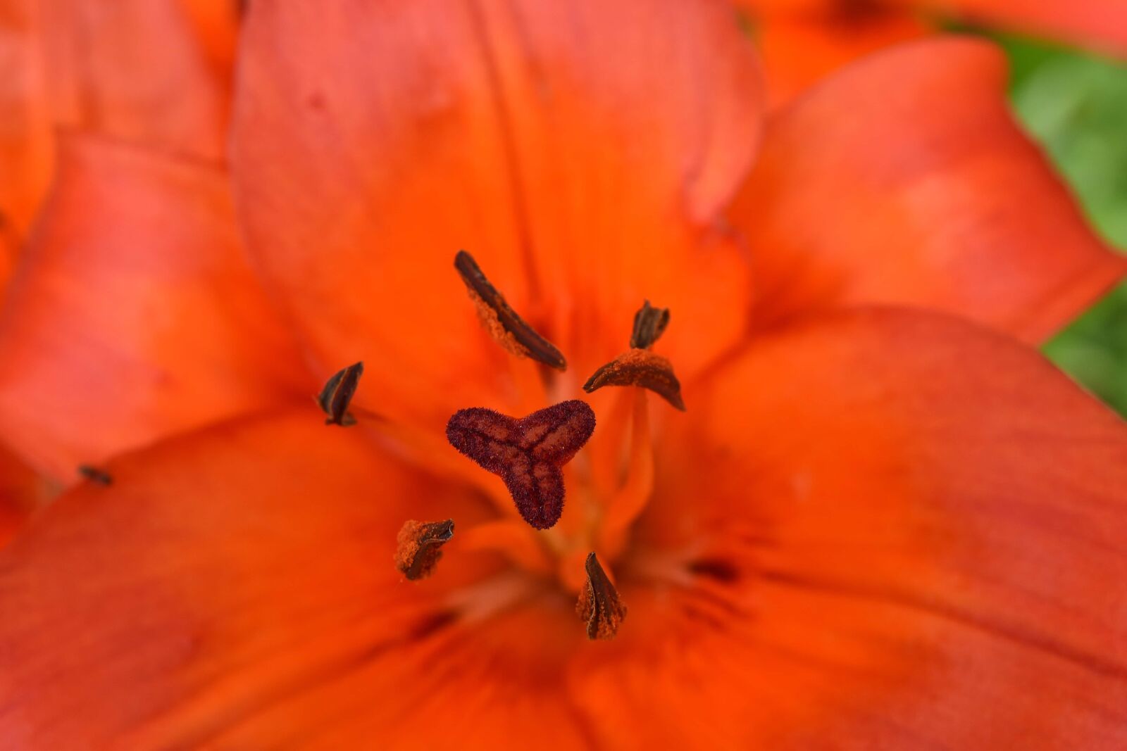 Nikon D5500 sample photo. Close-up, detail, ecology, horticulture photography