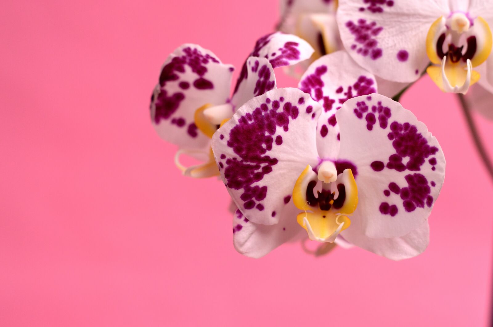 Nikon D3200 sample photo. Orchid, tropical, flower photography