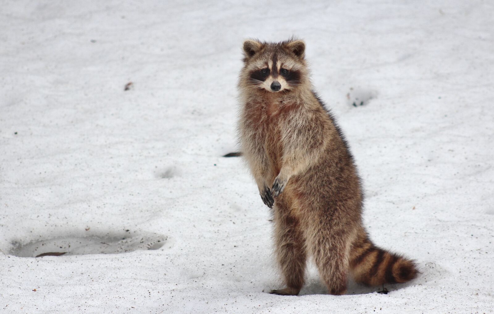 Canon EOS 600D (Rebel EOS T3i / EOS Kiss X5) + Canon EF 75-300mm f/4-5.6 USM sample photo. Racoon, animal, snow photography