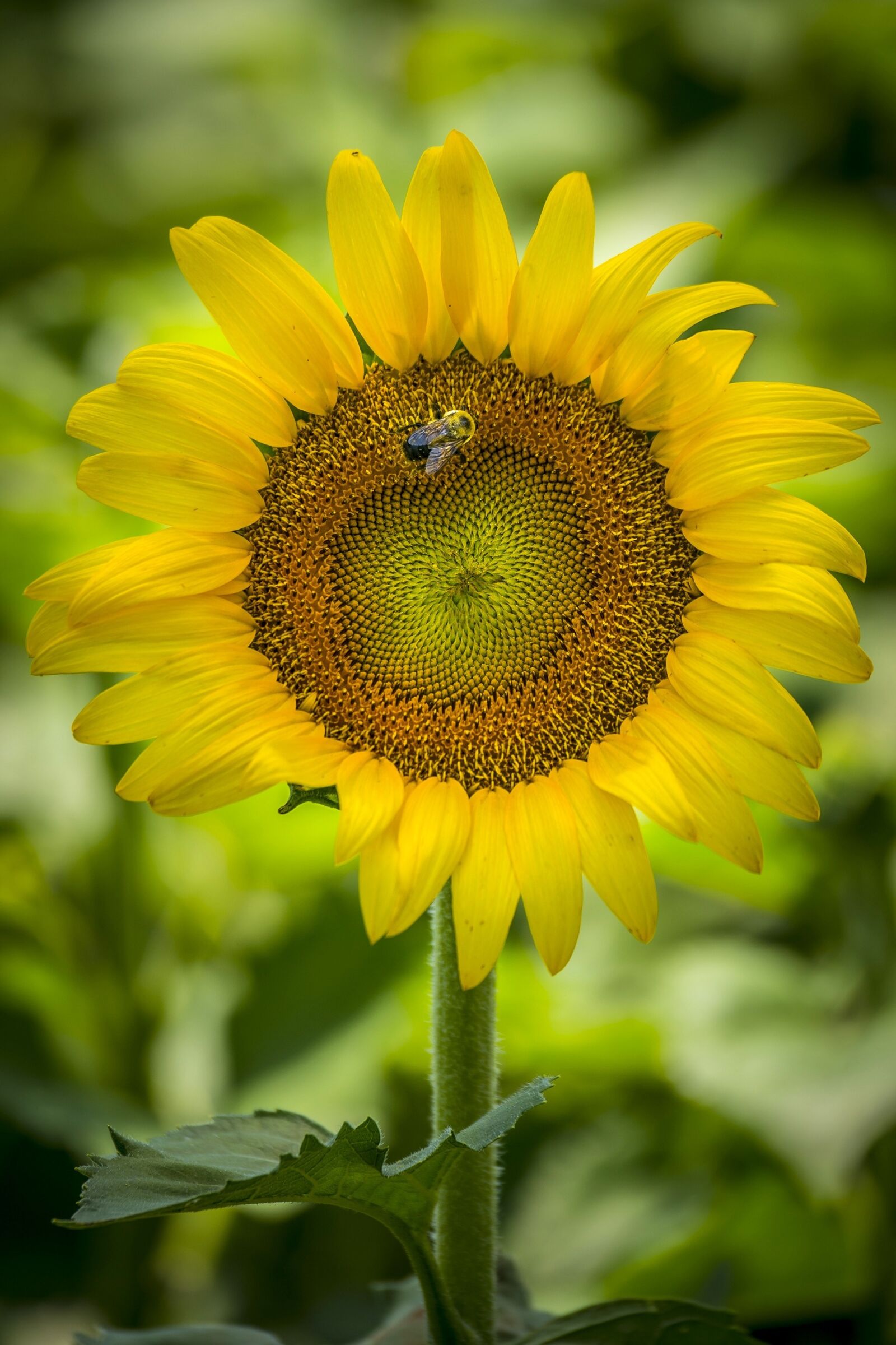 Nikon D4 sample photo. Sunflower, bee, yellow photography