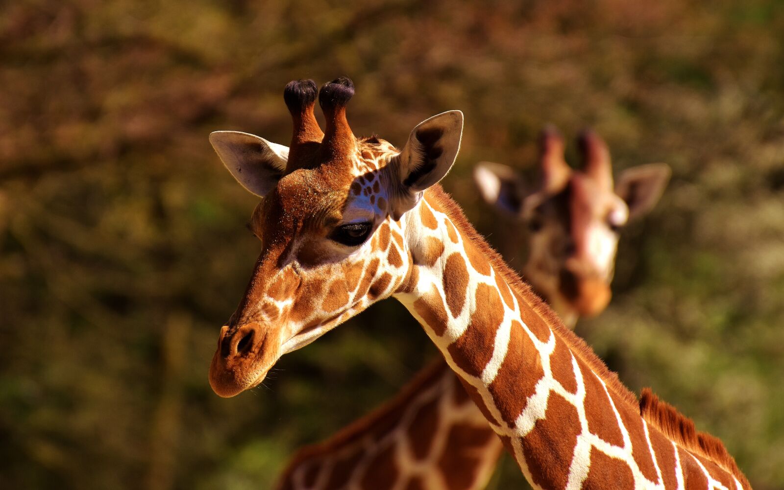 Nikon D7200 sample photo. Giraffe, wild animal, stains photography