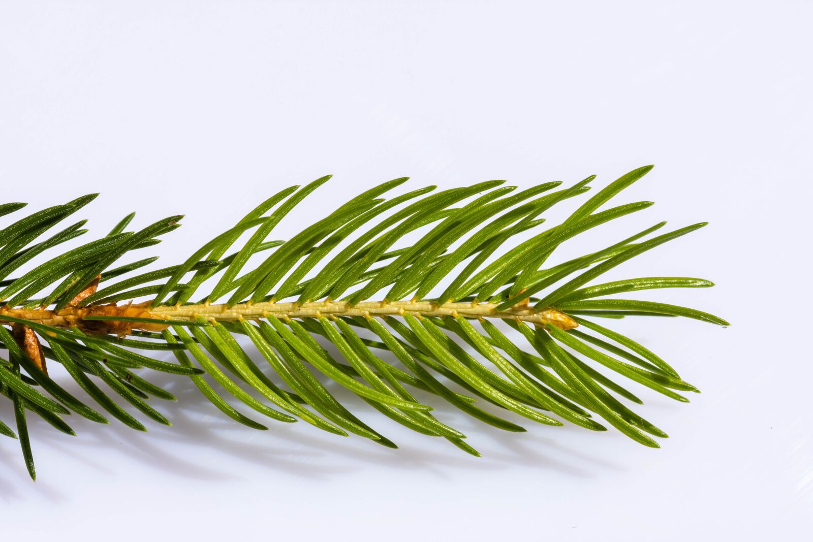 Nikon D7200 sample photo. Spruce, branch, conifer photography