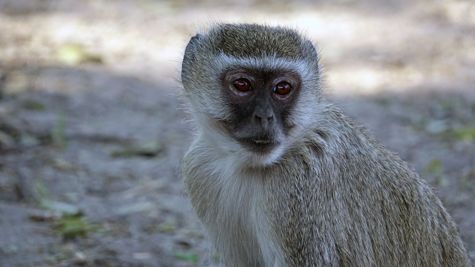 Sony Cyber-shot DSC-RX10 III sample photo. Botswana, old world monkey photography