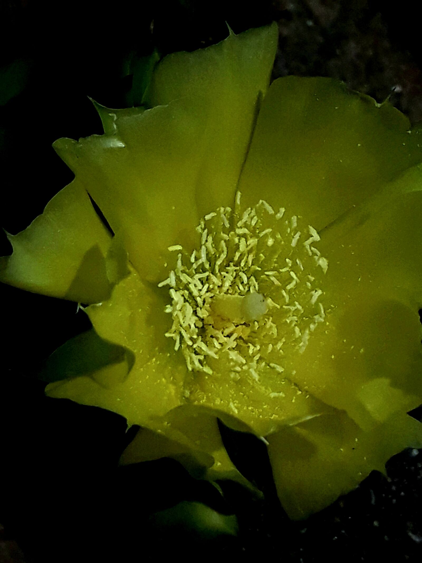 Samsung Galaxy J7 sample photo. Cactus, opuntia, native photography