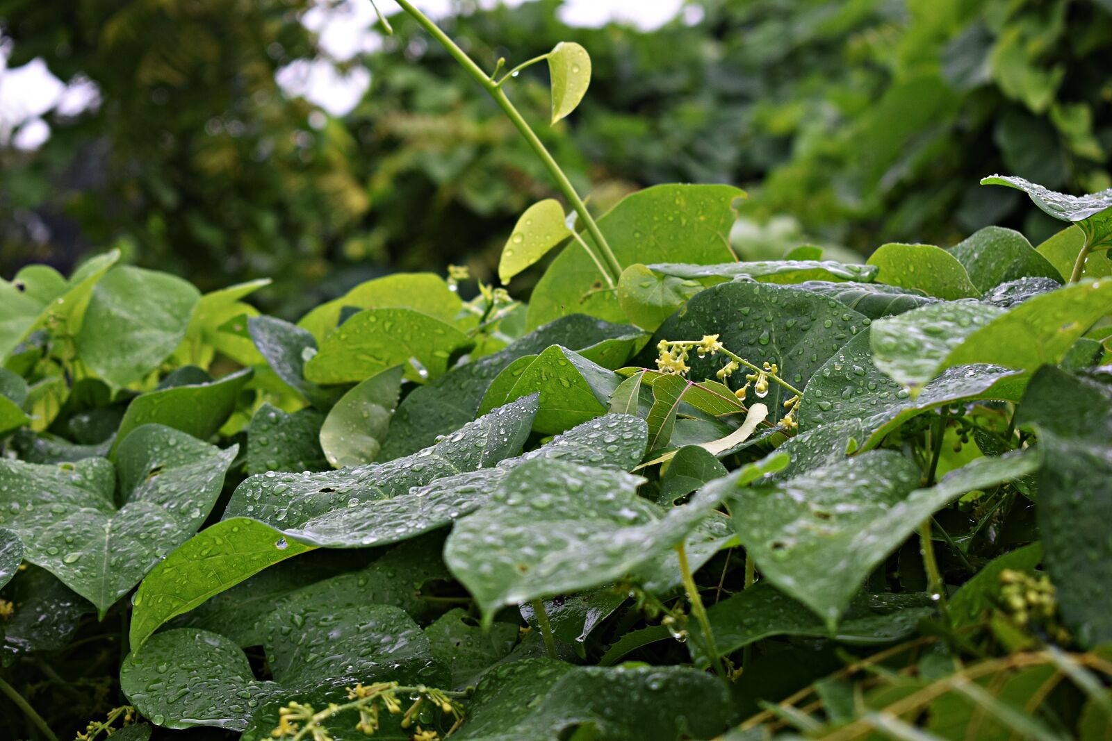Nikon D3300 sample photo. Leaves, droplets, rain photography