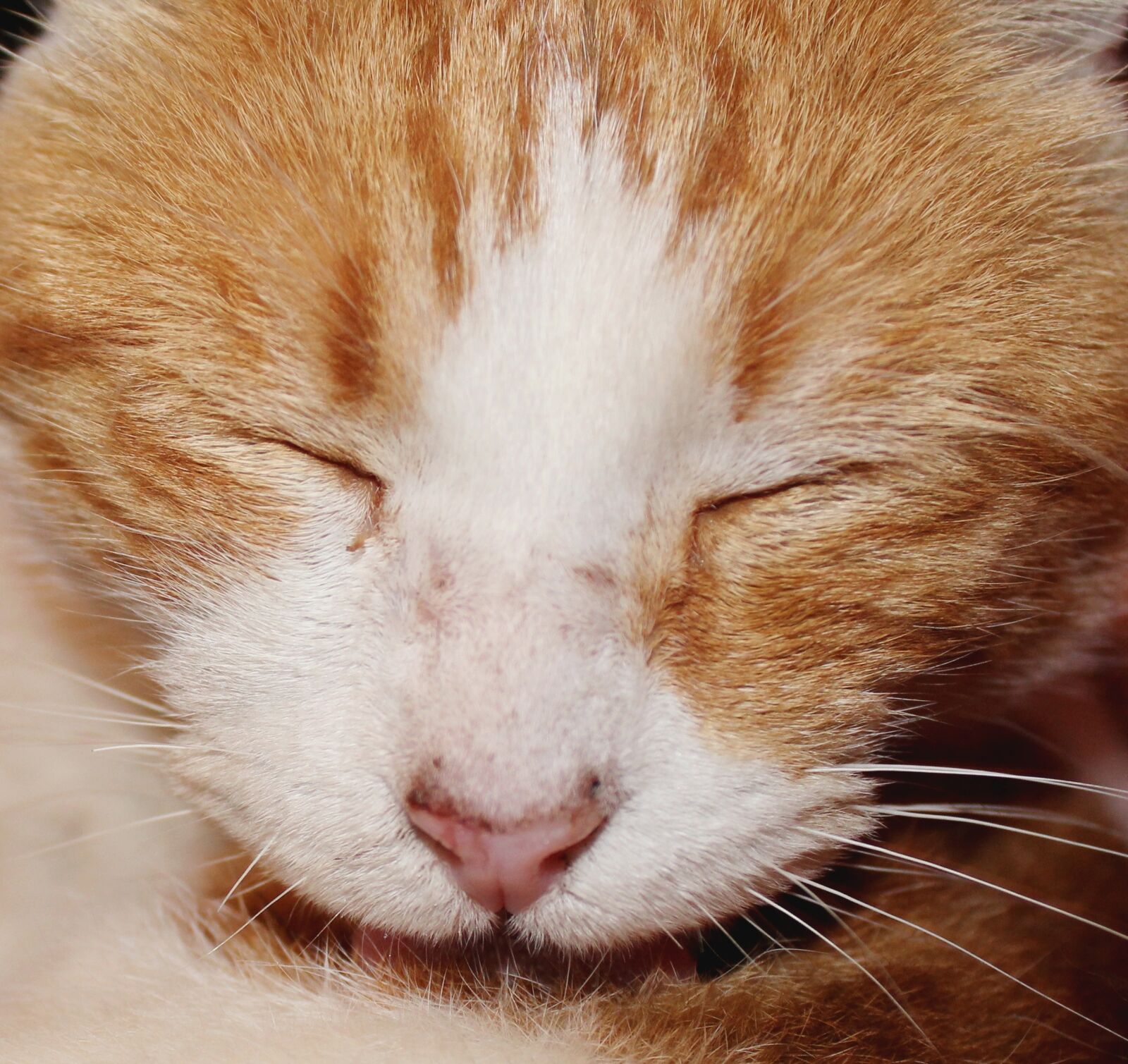 Canon EOS 1200D (EOS Rebel T5 / EOS Kiss X70 / EOS Hi) sample photo. Cat, animal, cute photography