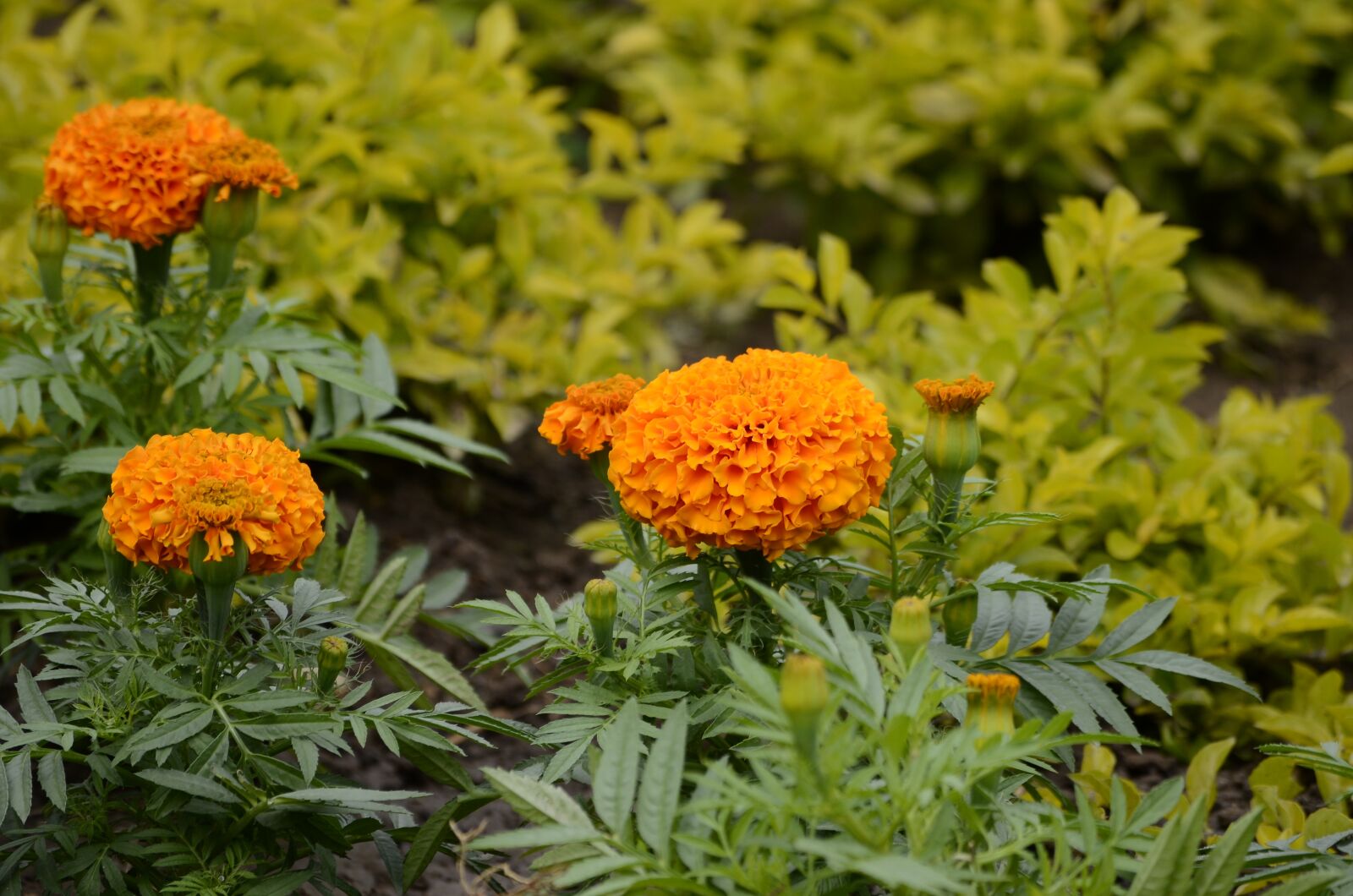 Nikon D5100 sample photo. Geraniums, orange, flowers photography