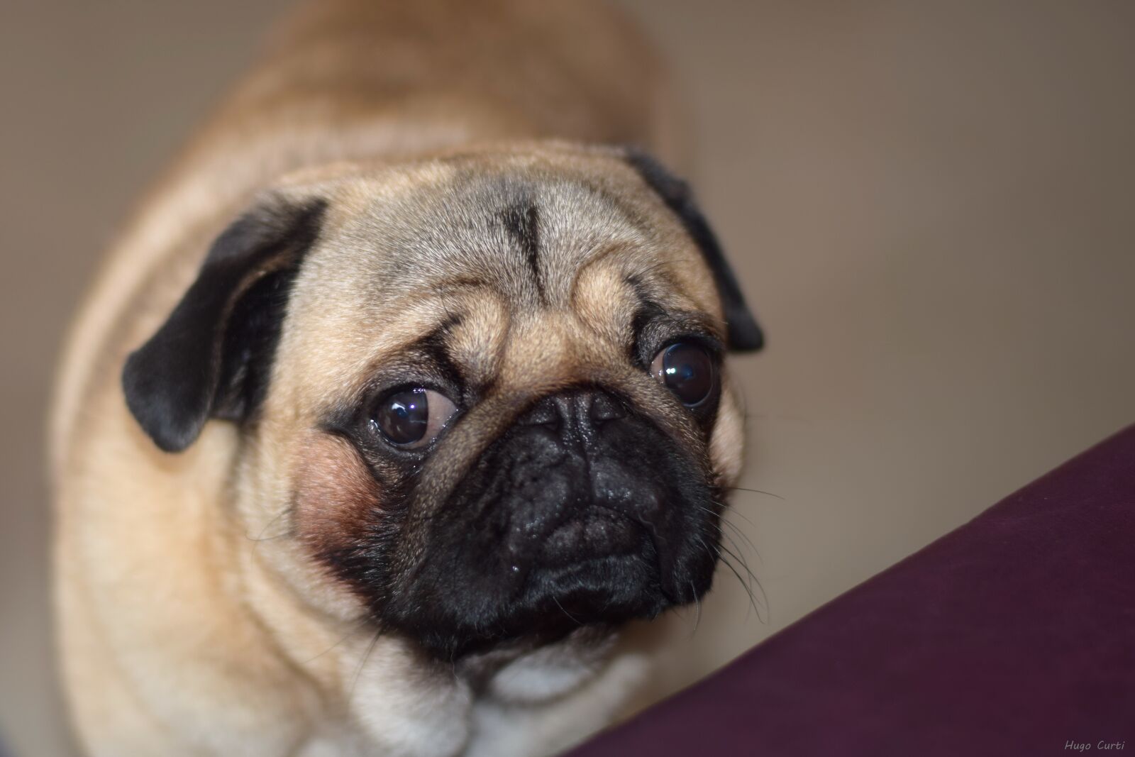 Nikon D5300 sample photo. Breed pug, dogs, animals photography