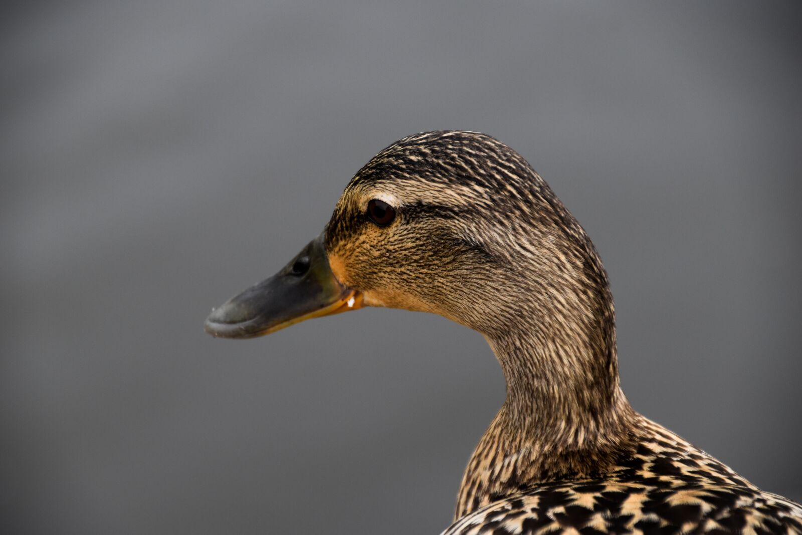 Nikon D5500 sample photo. Duck, beak, nature photography