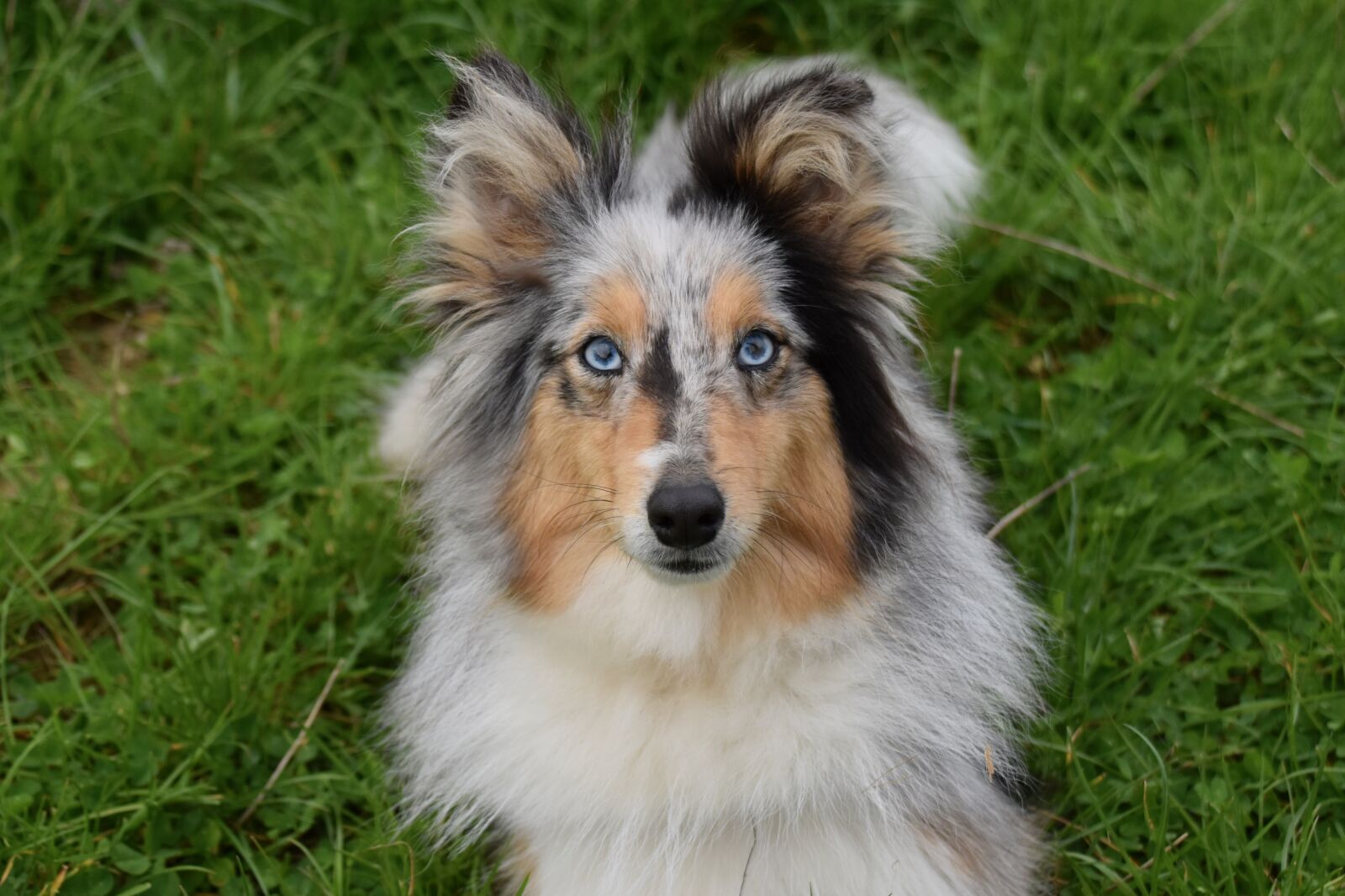 Nikon D5600 sample photo. Dog, bitch, shetland sheepdog photography