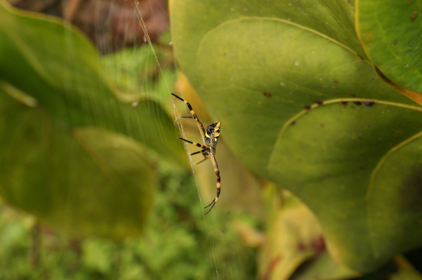 Sony Alpha DSLR-A390 sample photo. Nature, in, the photography