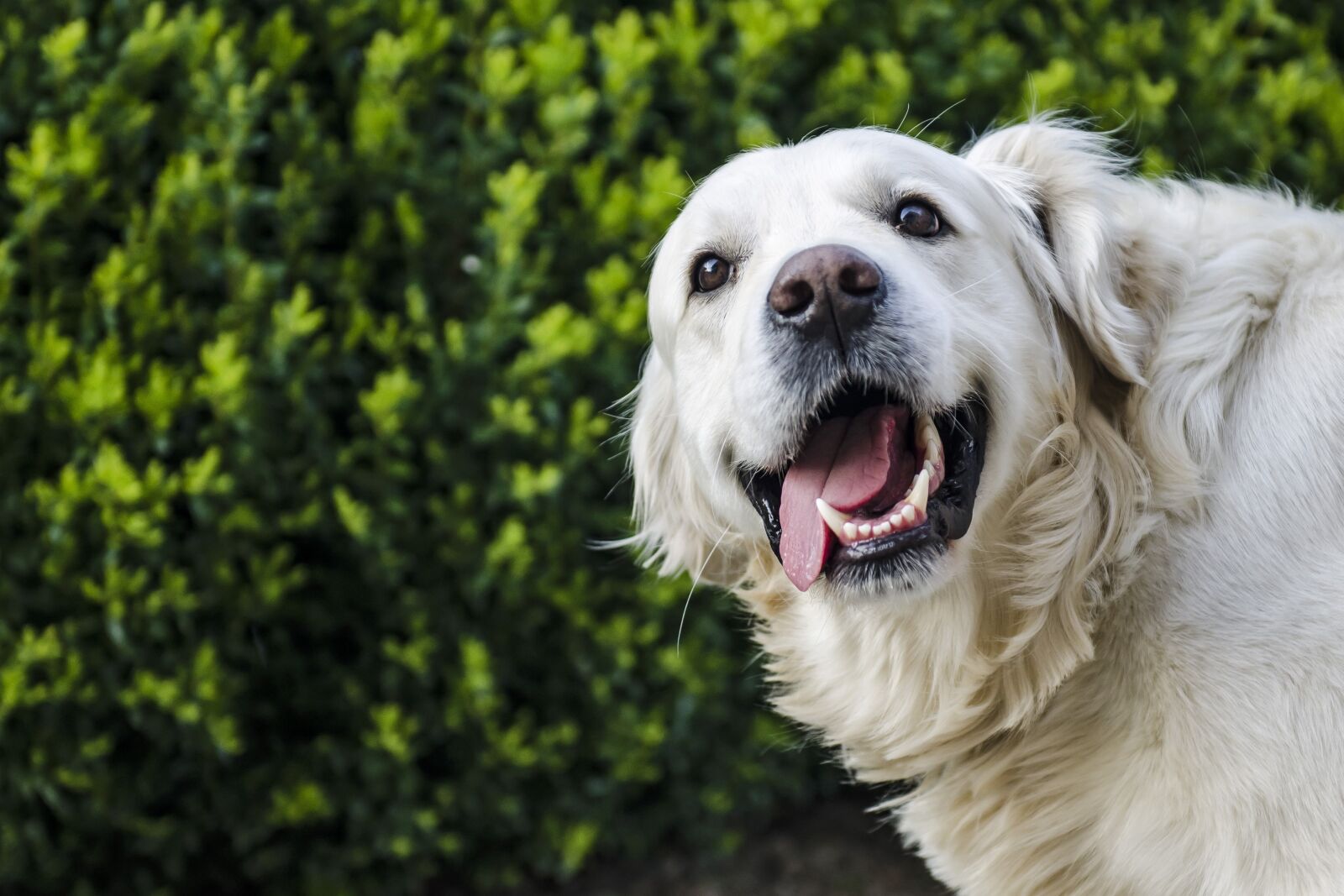 Nikon D7000 sample photo. Dog, golden retriever, white photography
