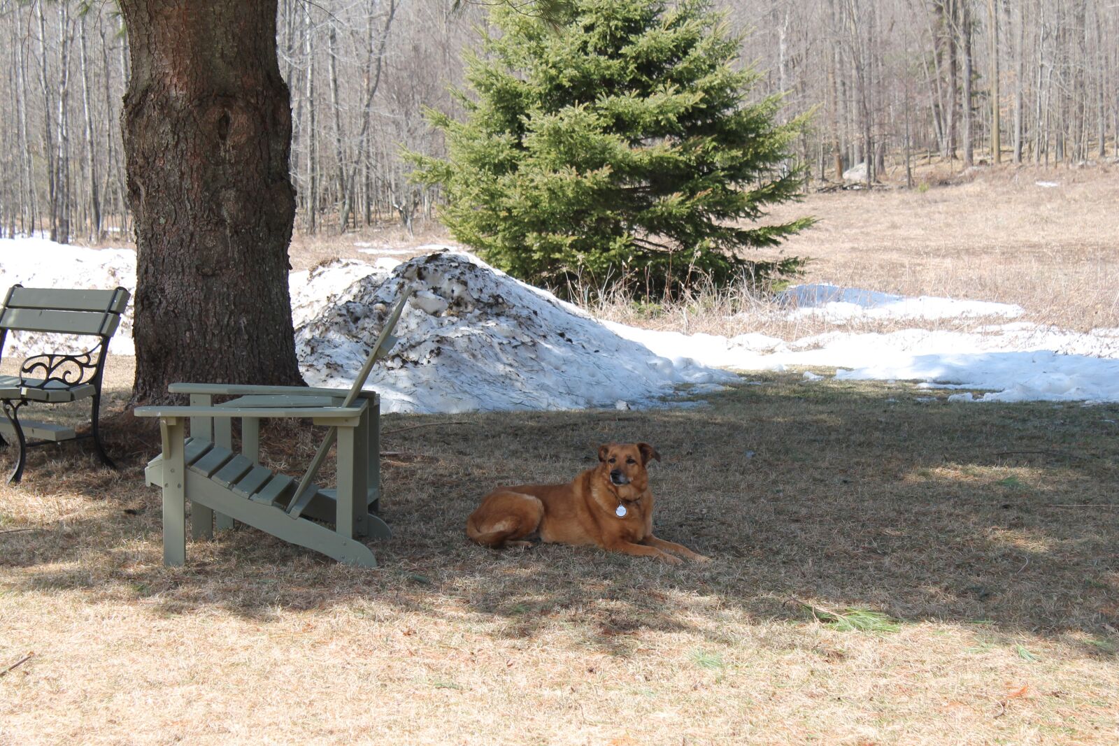Canon EOS 1100D (EOS Rebel T3 / EOS Kiss X50) sample photo. Dog, park, animal photography
