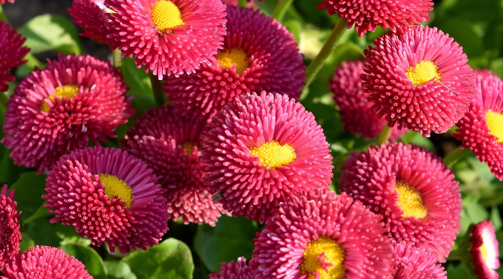 Nikon D5500 sample photo. Nature, garden, flower, pink photography