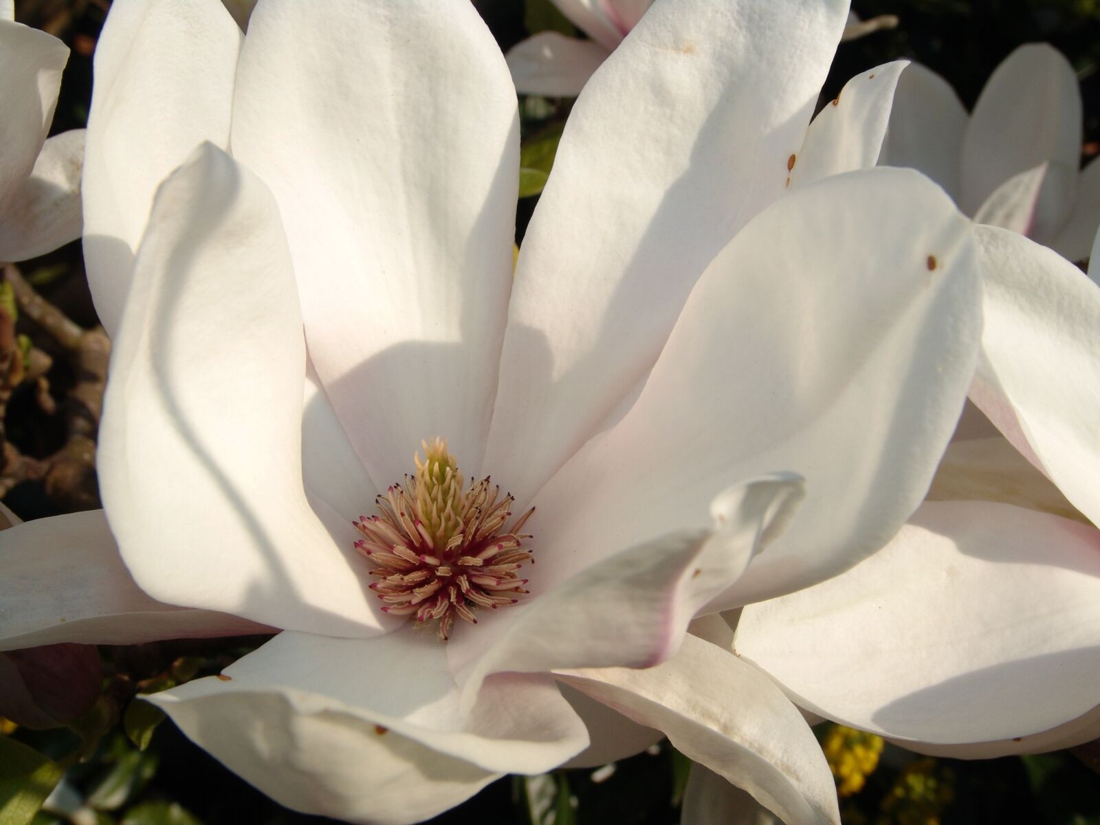 Sony DSC-F828 sample photo. Magnolia, flower, spring photography