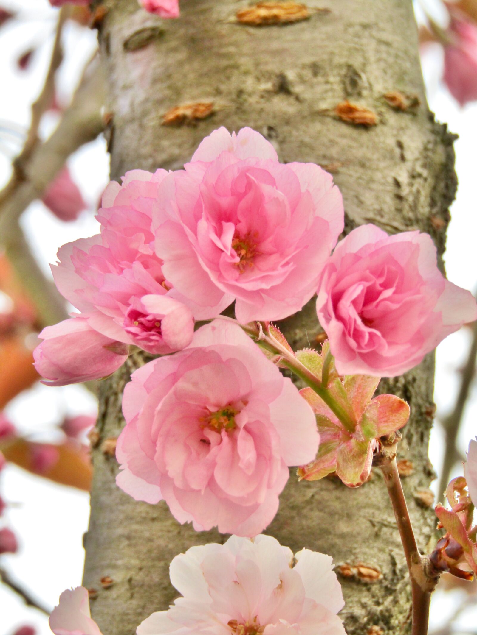 Canon POWERSHOT SX432 IS sample photo. Ornamental cherry, japanese cherry photography