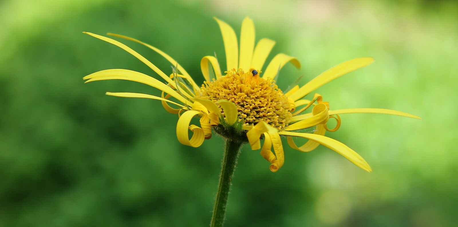 Canon EOS 550D (EOS Rebel T2i / EOS Kiss X4) sample photo. Magerite, flower, nature photography