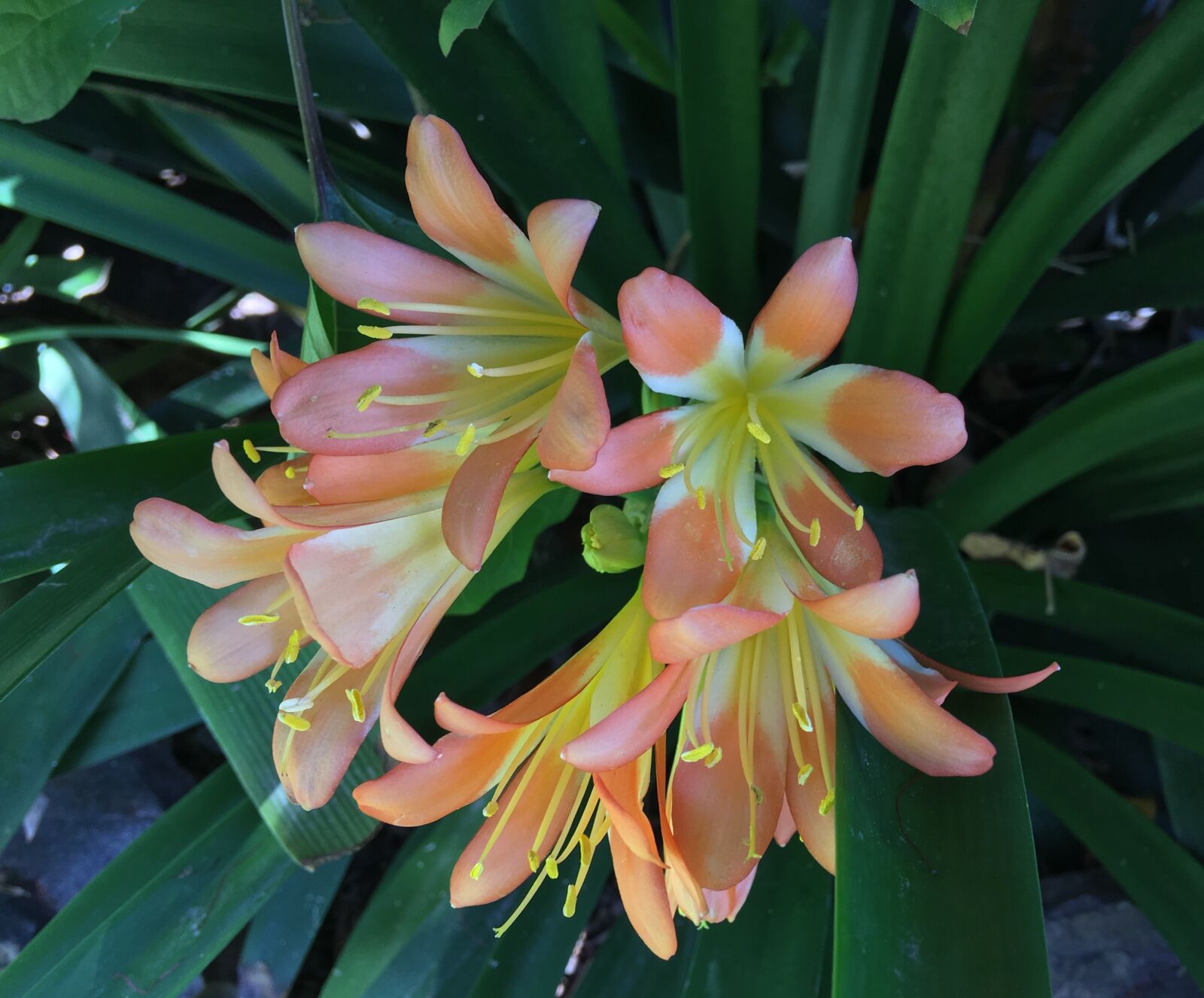 Apple iPhone 6s Plus sample photo. Orange flower, petals orange photography