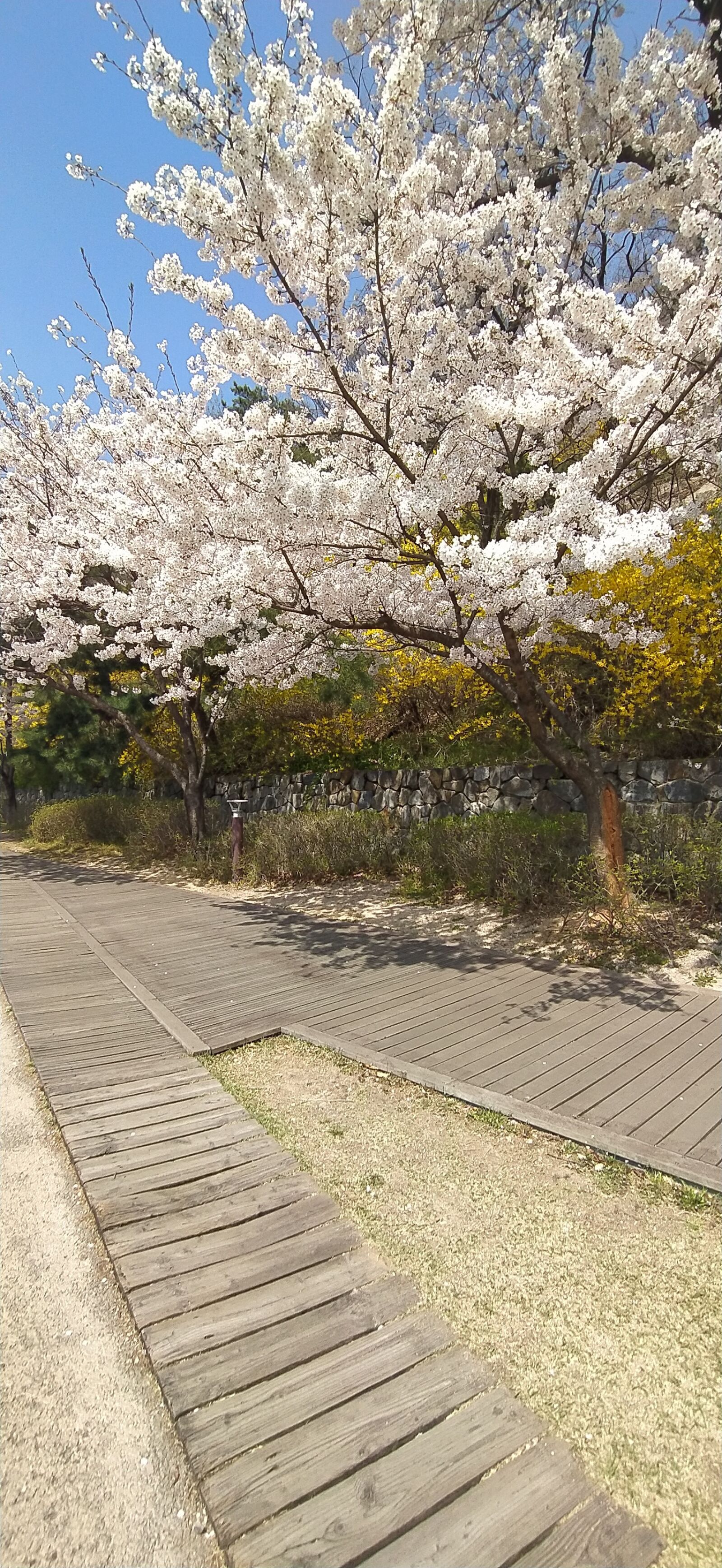 Xiaomi Redmi Note 8 sample photo. Cherry blossom, trails, north photography
