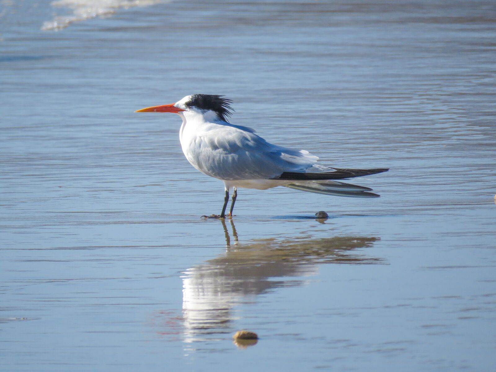 Canon PowerShot SX60 HS sample photo. Royal tern, ocean, bird photography