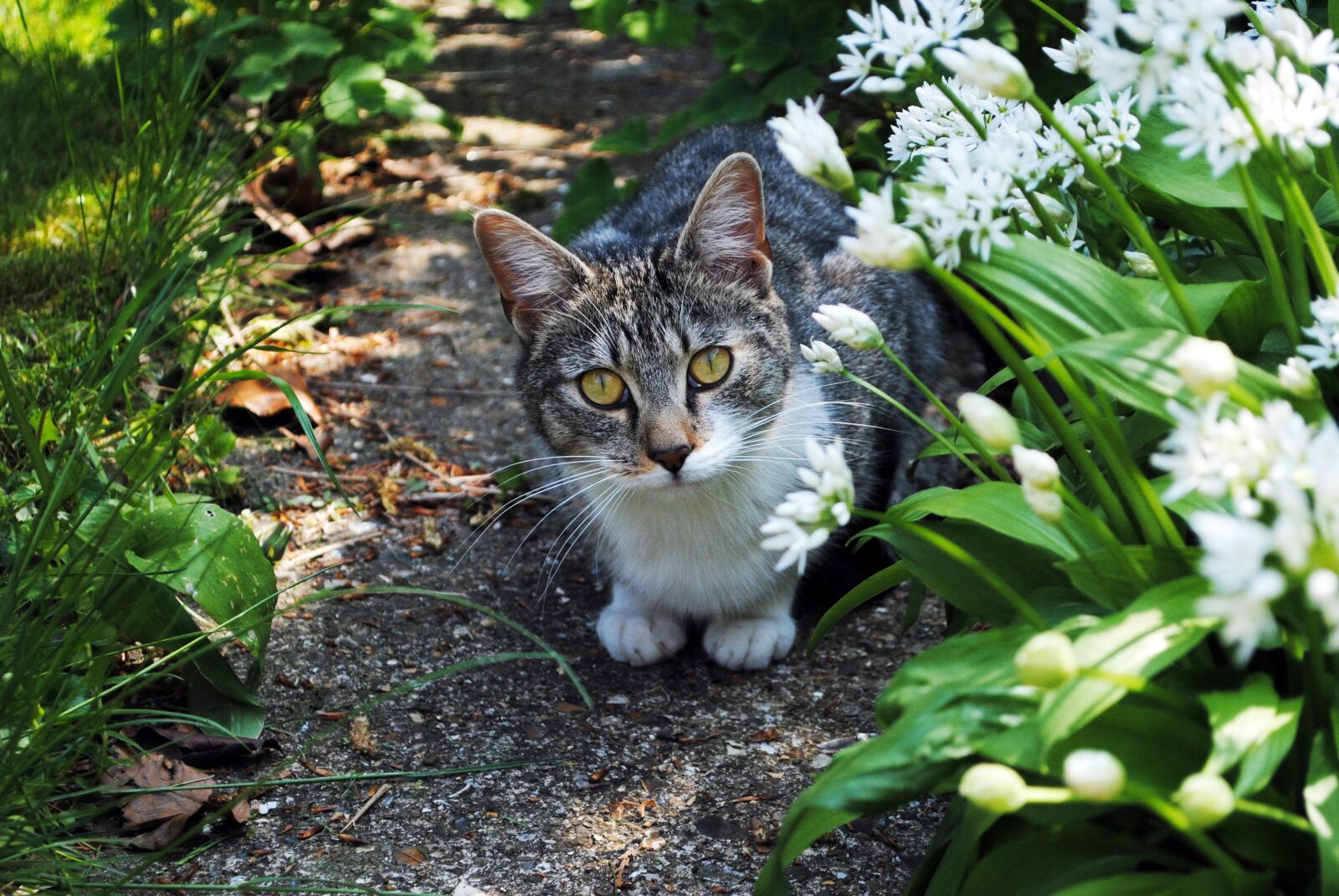 Nikon D3000 sample photo. Cat, garden, pet photography