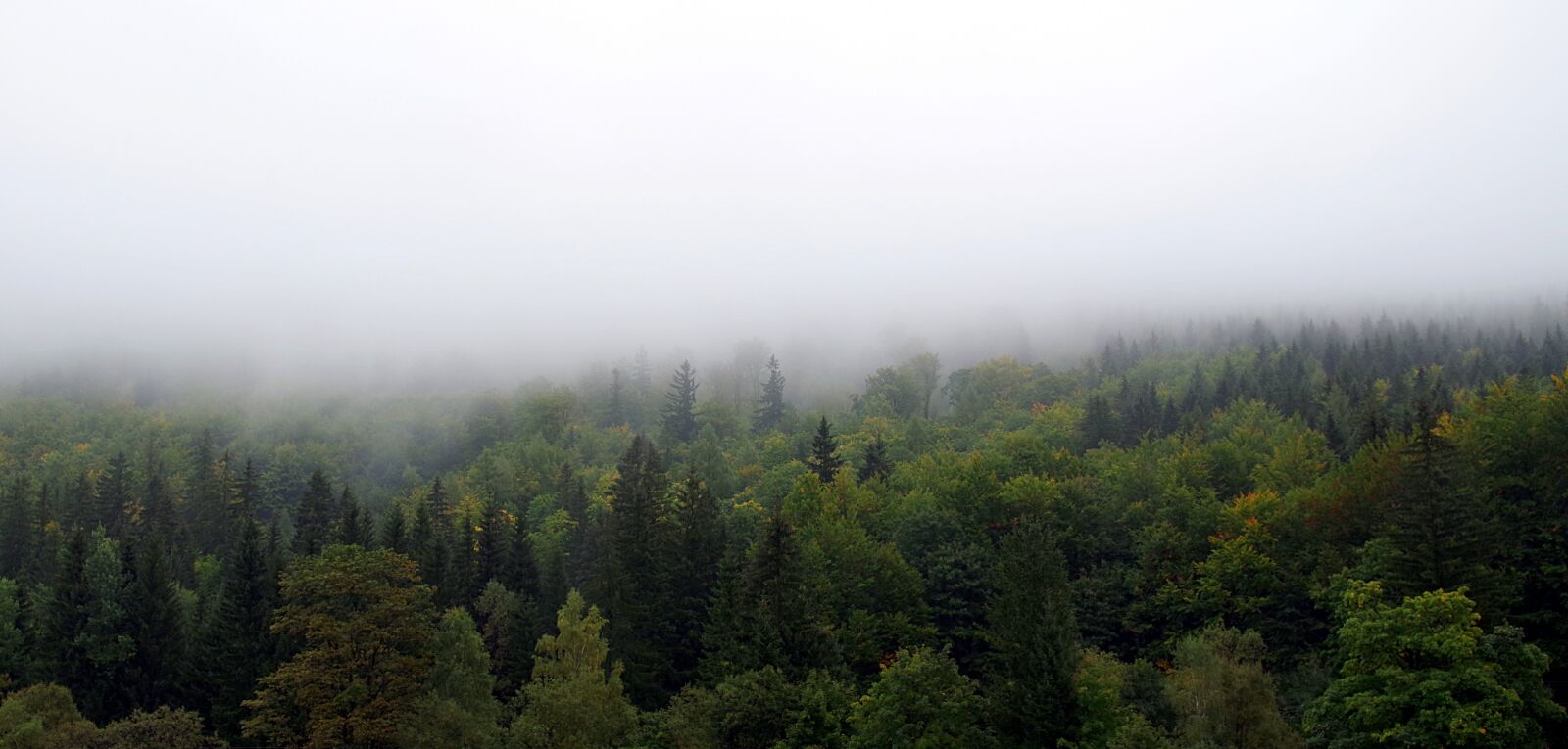 Pentax K-S2 sample photo. The fog, forest, mountains photography