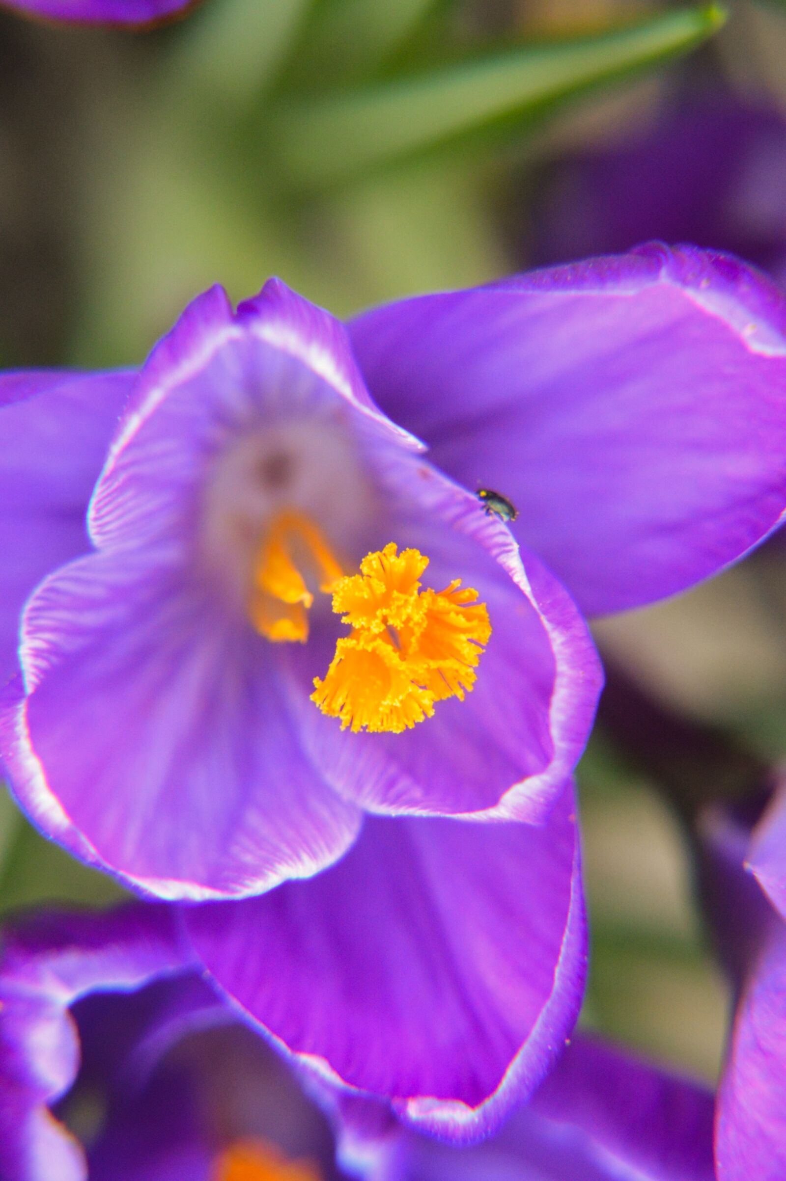 Nikon D3200 + Tamron 18-270mm F3.5-6.3 Di II VC PZD sample photo. Crocus, flower, purple photography