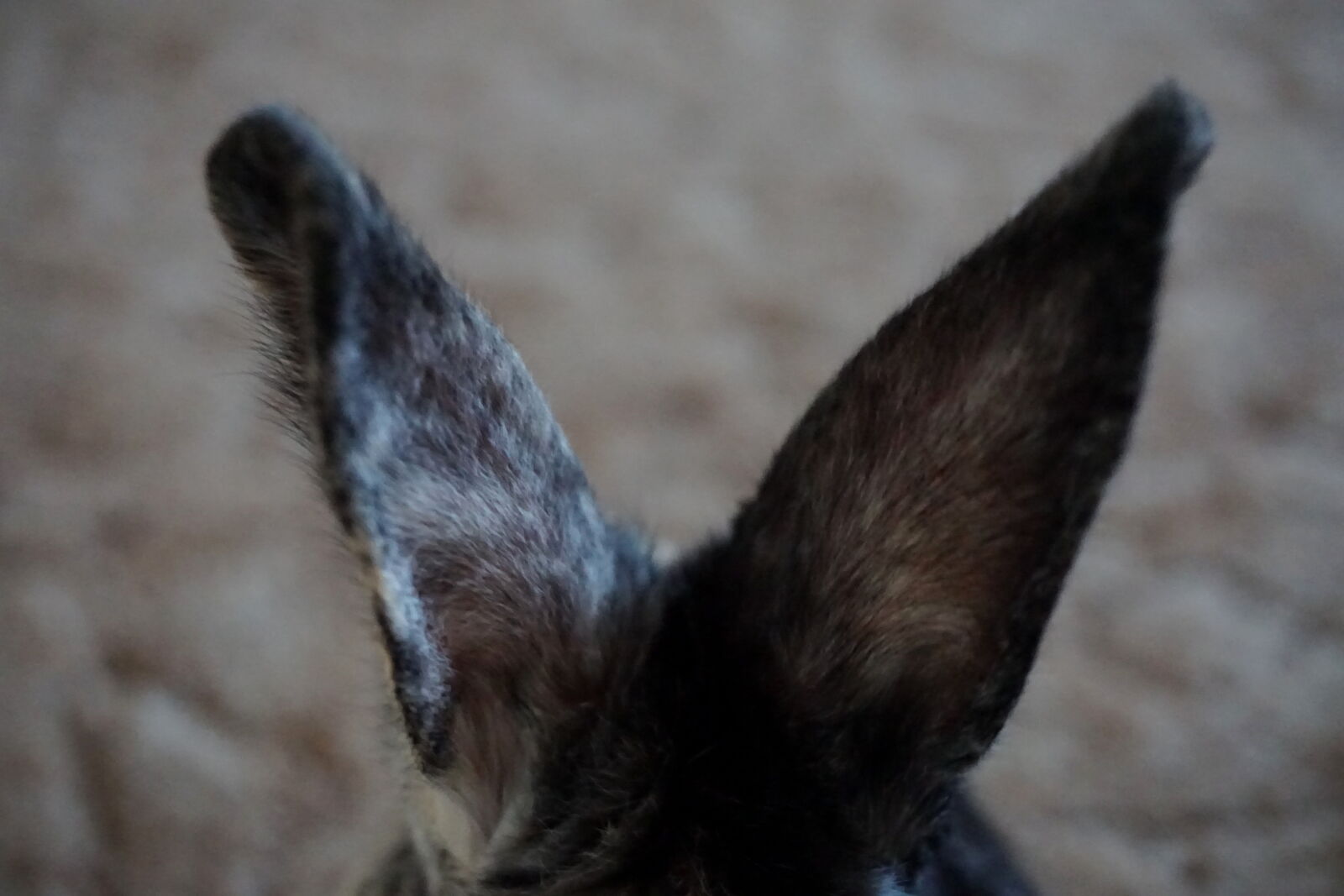 Sony E 16-50mm F3.5-5.6 PZ OSS sample photo. Animal, bunny, ears, rabbit photography