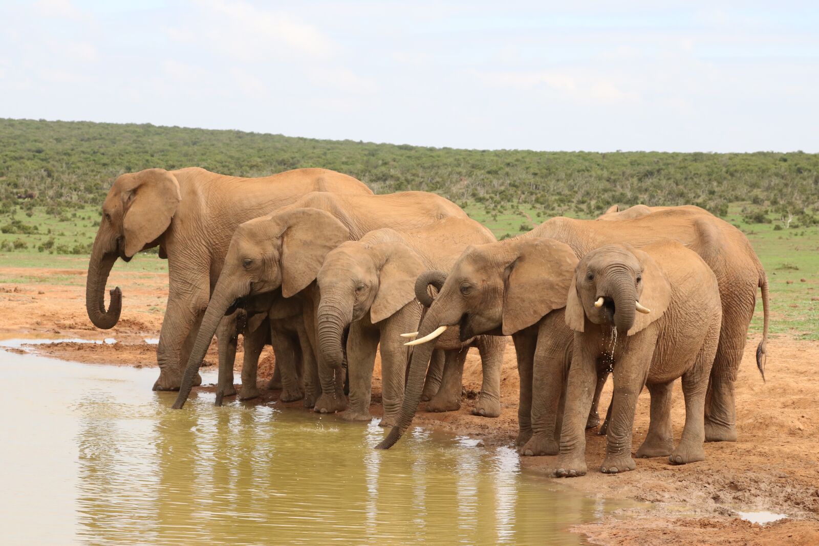 Canon EF 70-300mm F4-5.6L IS USM sample photo. Elephant, herd of elephants photography