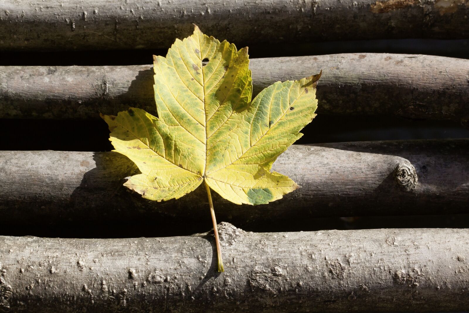 Canon EOS 50D sample photo. Autumn, leaf, maple photography