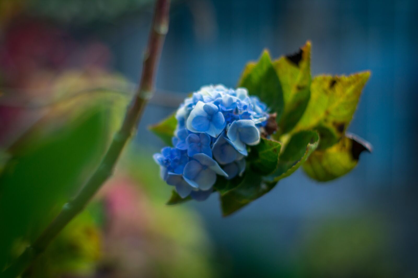 Canon EOS 1200D (EOS Rebel T5 / EOS Kiss X70 / EOS Hi) sample photo. Blue flower, flower, garden photography