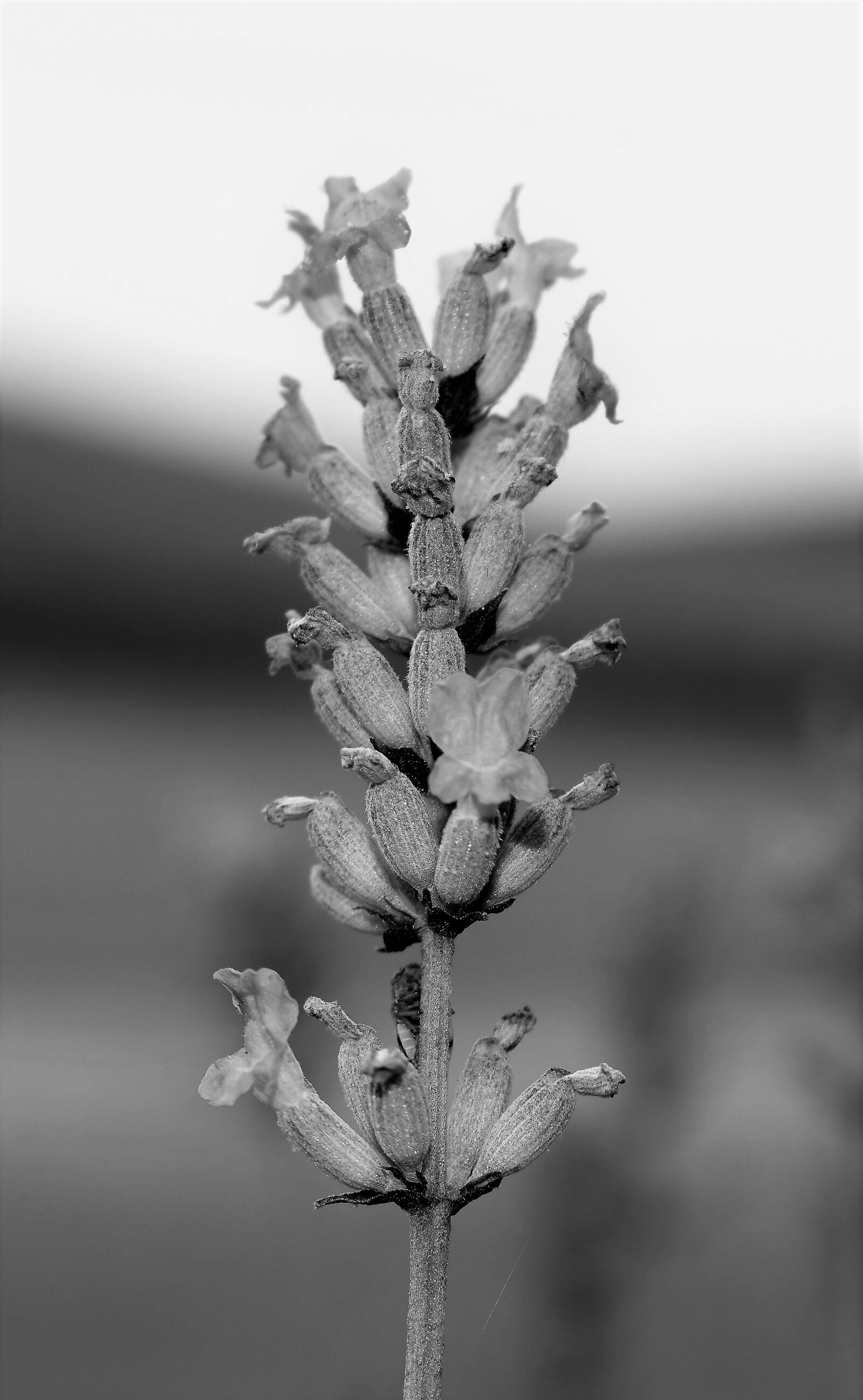 Nikon D5500 sample photo. Lavender, plant, flower photography