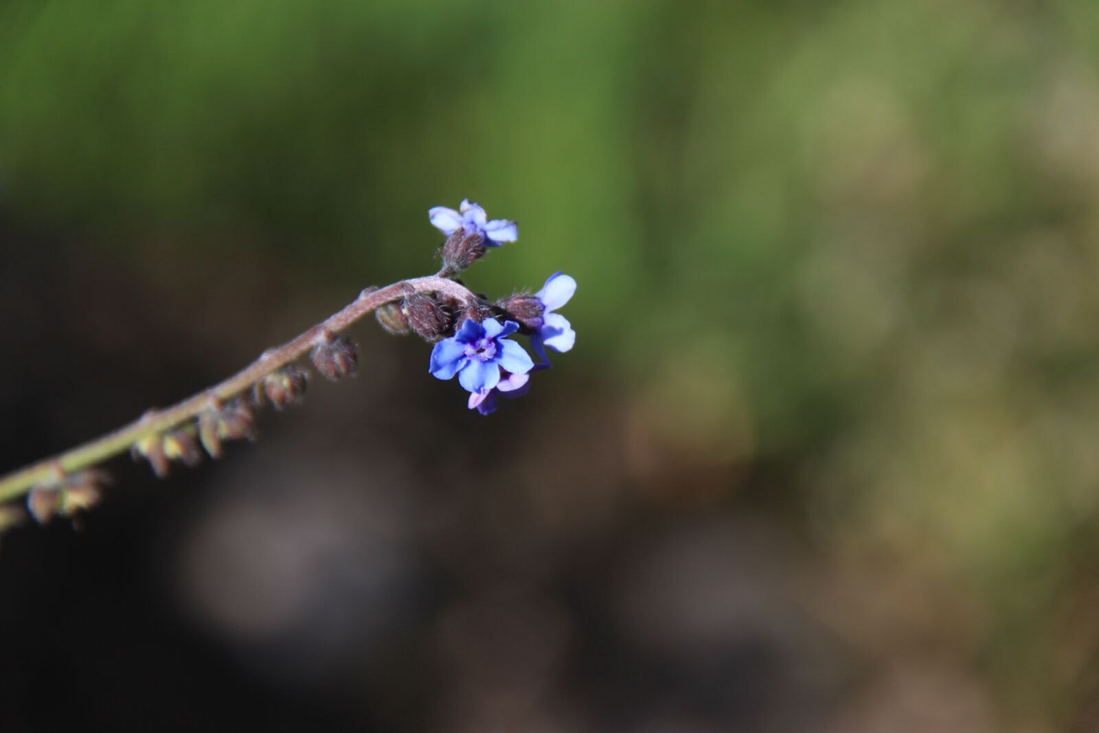 Canon EOS 500D (EOS Rebel T1i / EOS Kiss X3) sample photo. Mountain flower, nature, macro photography